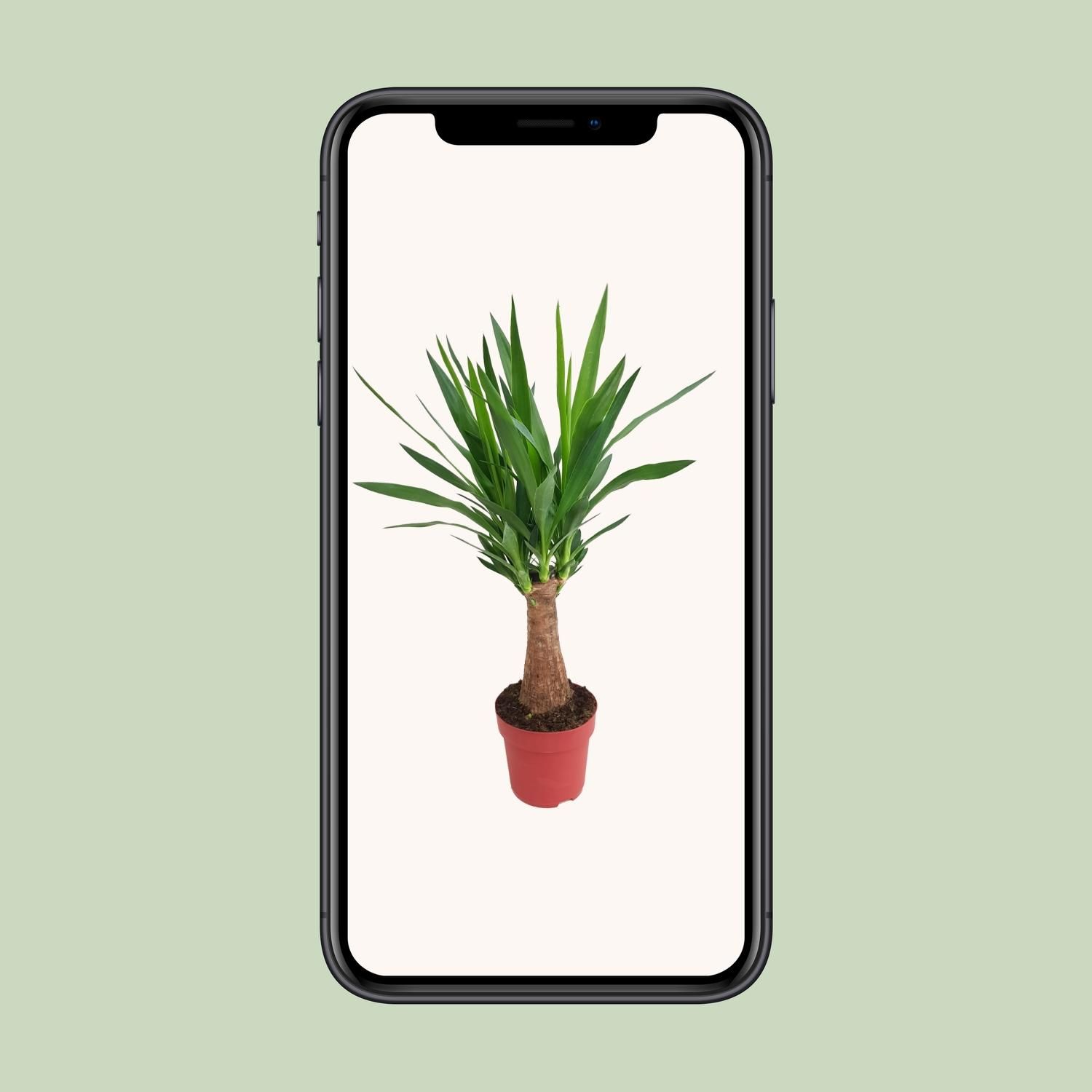 Yucca Maya Tree – Exotische Zimmerpflanze