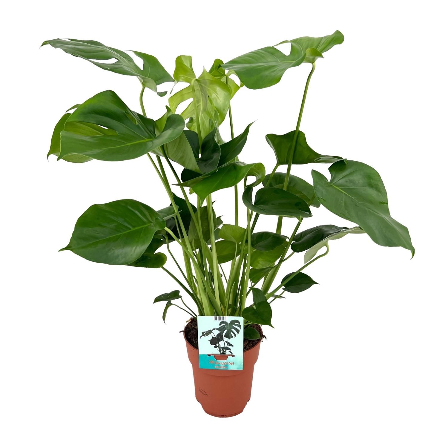 Monstera Deliciosa - Tropische Zimmerpflanze mit fenestrierten Blättern