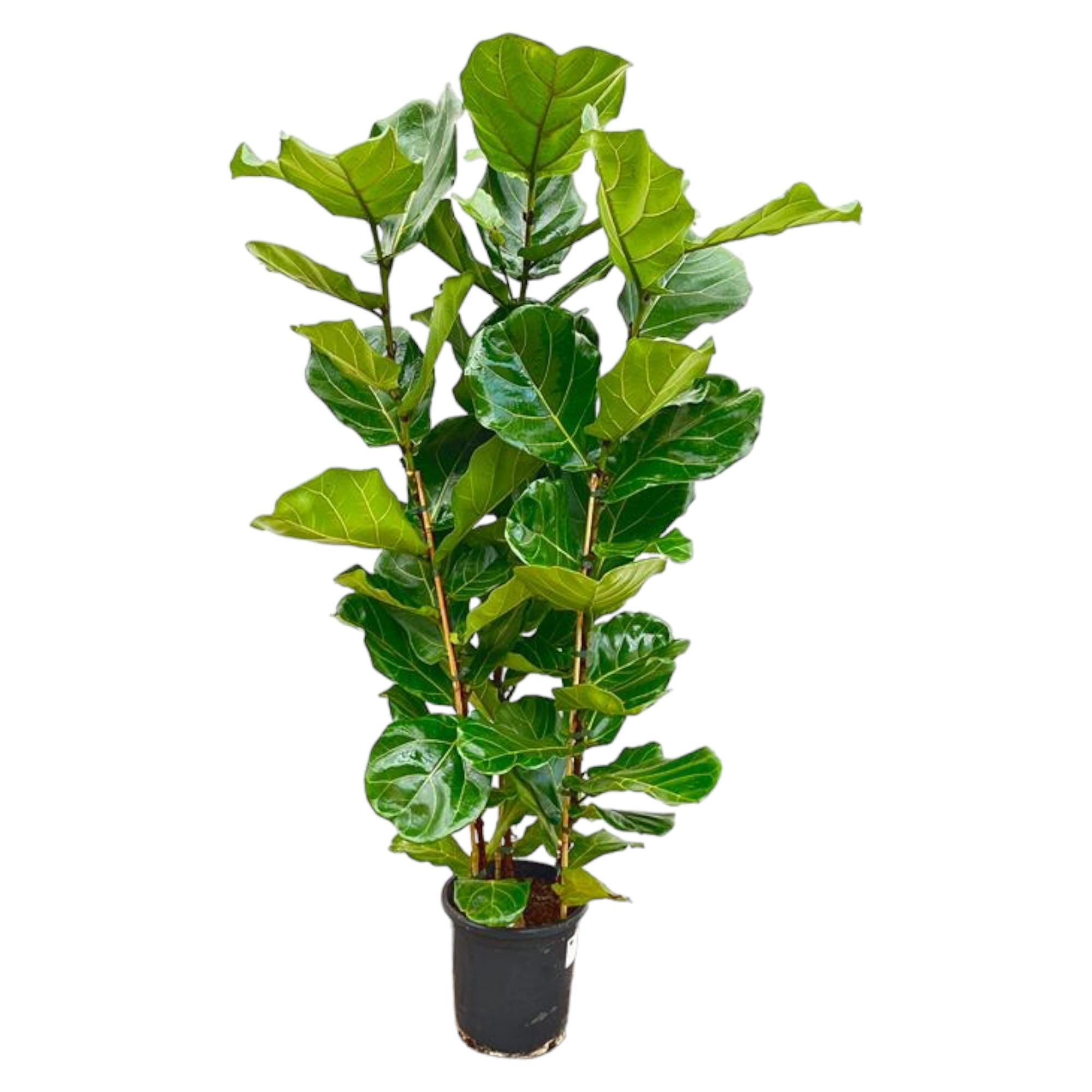 Ficus Lyrata Geigenfeige Zimmerpflanze