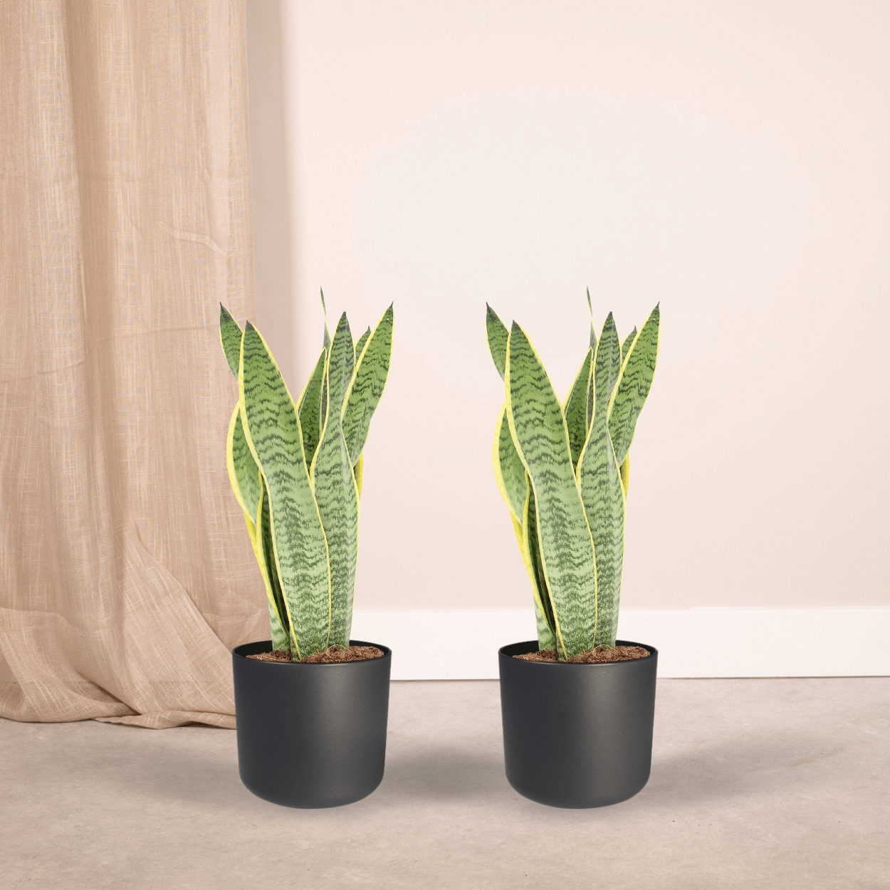 Sansevieria Laurentii Zimmerpflanze Frauenzunge