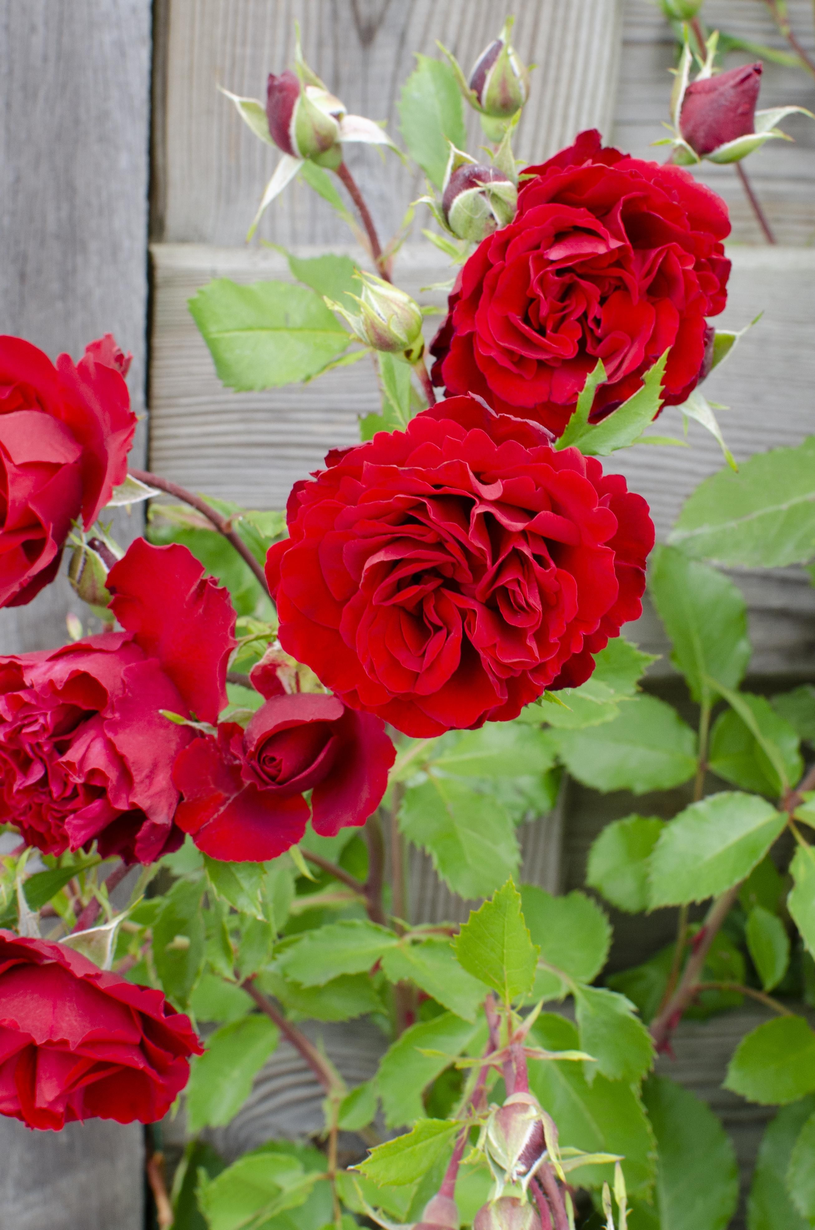 Rosa Crazy in Love Rote Rose