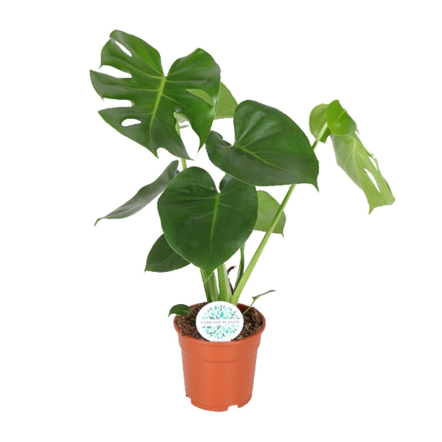 Monstera Deliciosa Zimmerpflanze
