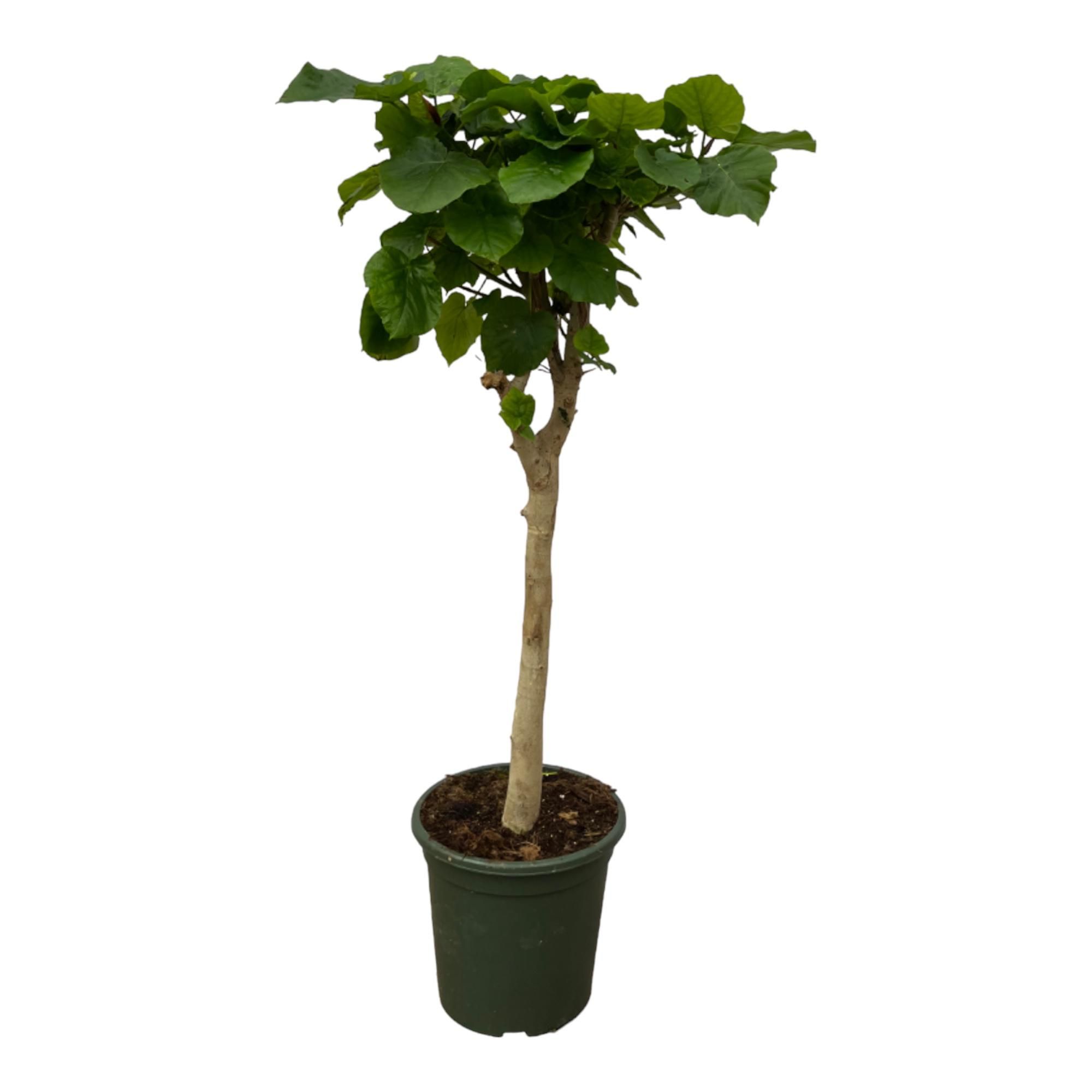 Ficus Umbellata | Große Zimmerpflanze | Raumhoch 140 cm | Pflegeleicht