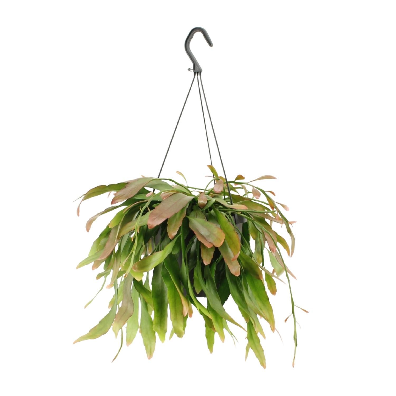 Rhipsalis Red Coral Zimmerpflanze