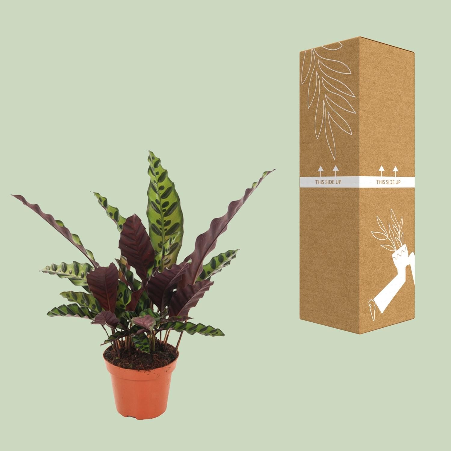 Calathea Insignis – Elegante Zimmerpflanze mit Musterblättern