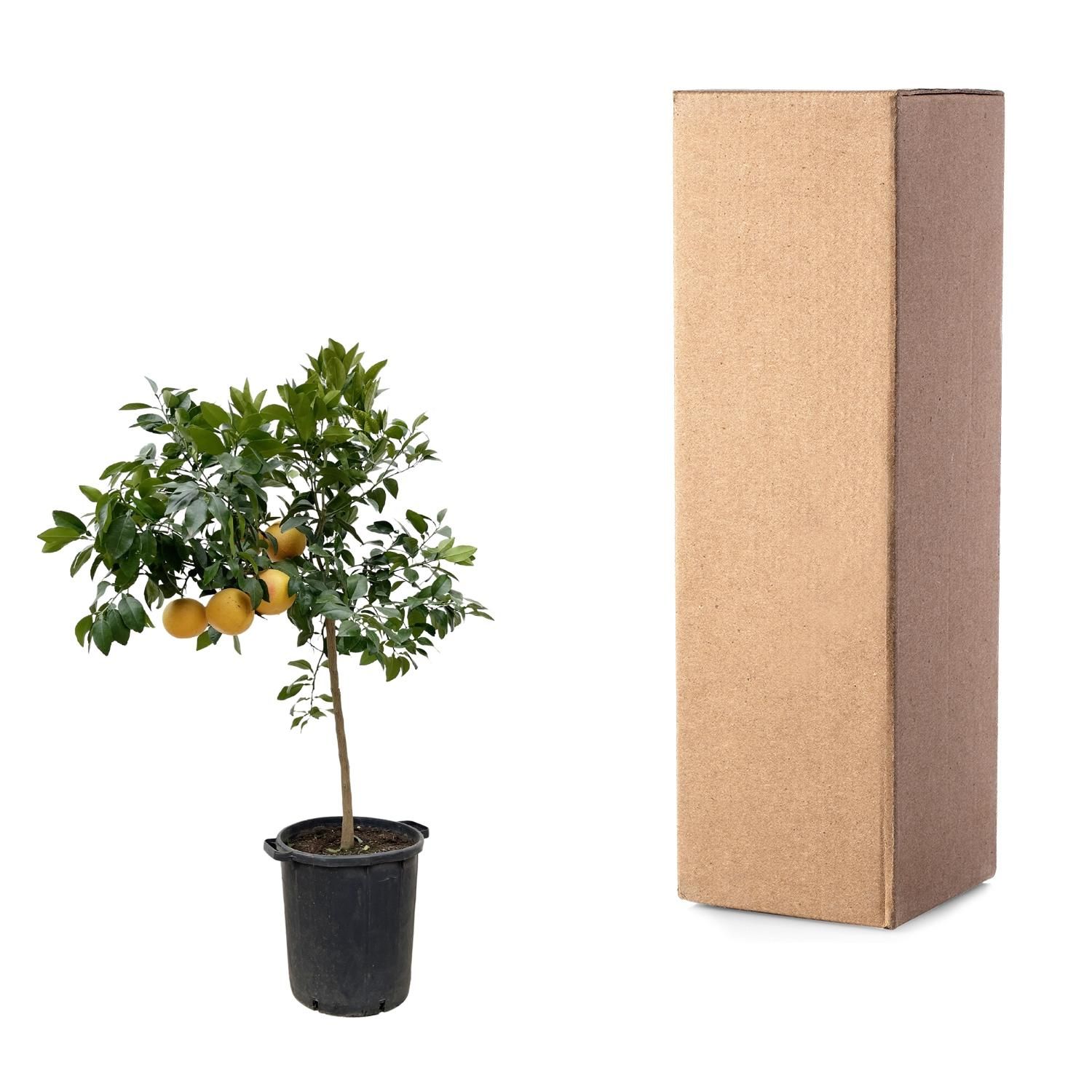 Citrus Calamondin Baum
