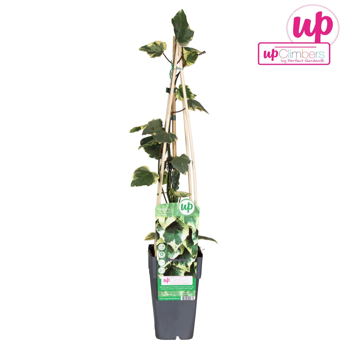 Efeu Hedera colchica Dentata Variegata Zimmerpflanze