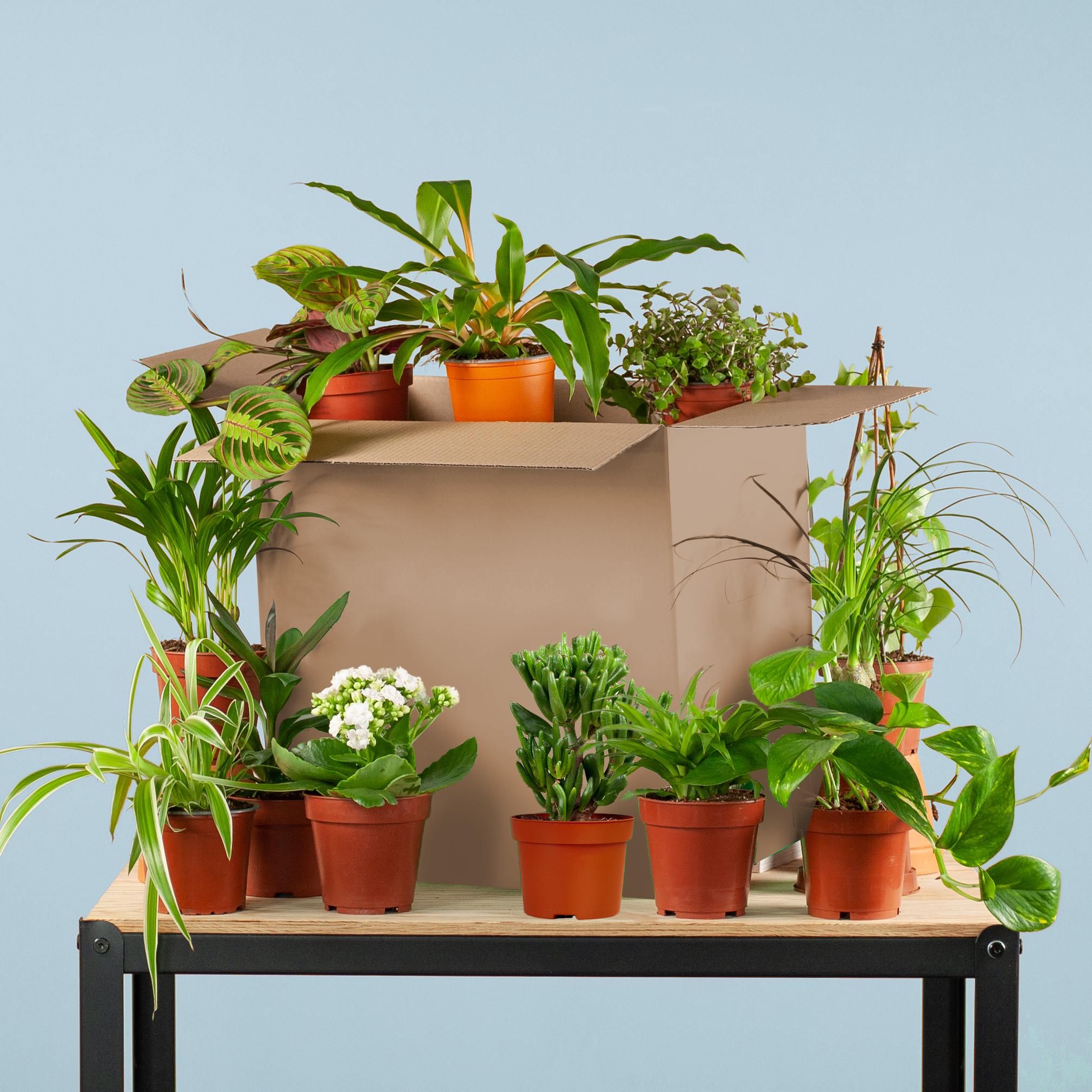 Grüne Kneusjesbox – 12 Zimmerpflanzen Set | Budgetfreundlich