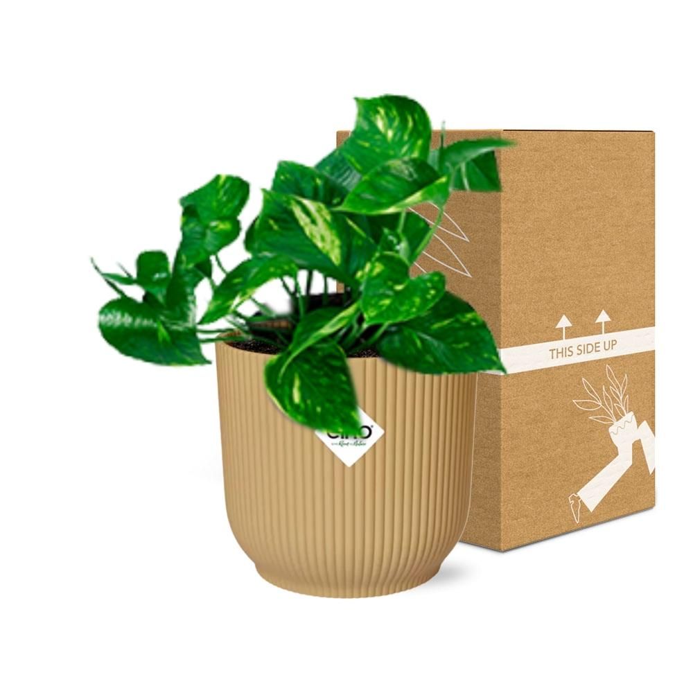 Epipremnum Pinnatum Aureum – Goldener Efeu im ELHO Vibes Fold Topf