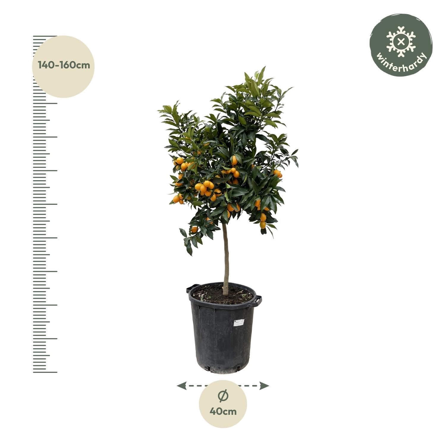 Citrus Kumquat Baum