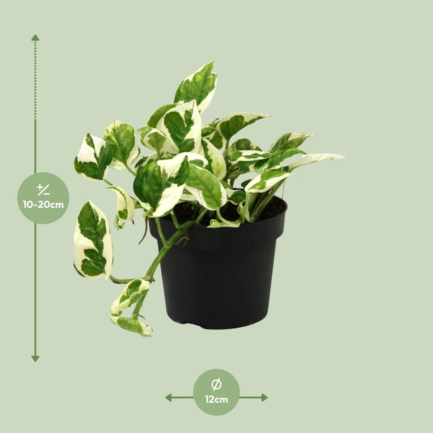 Scindapsus Epipremnum N'joy Zimmerpflanze