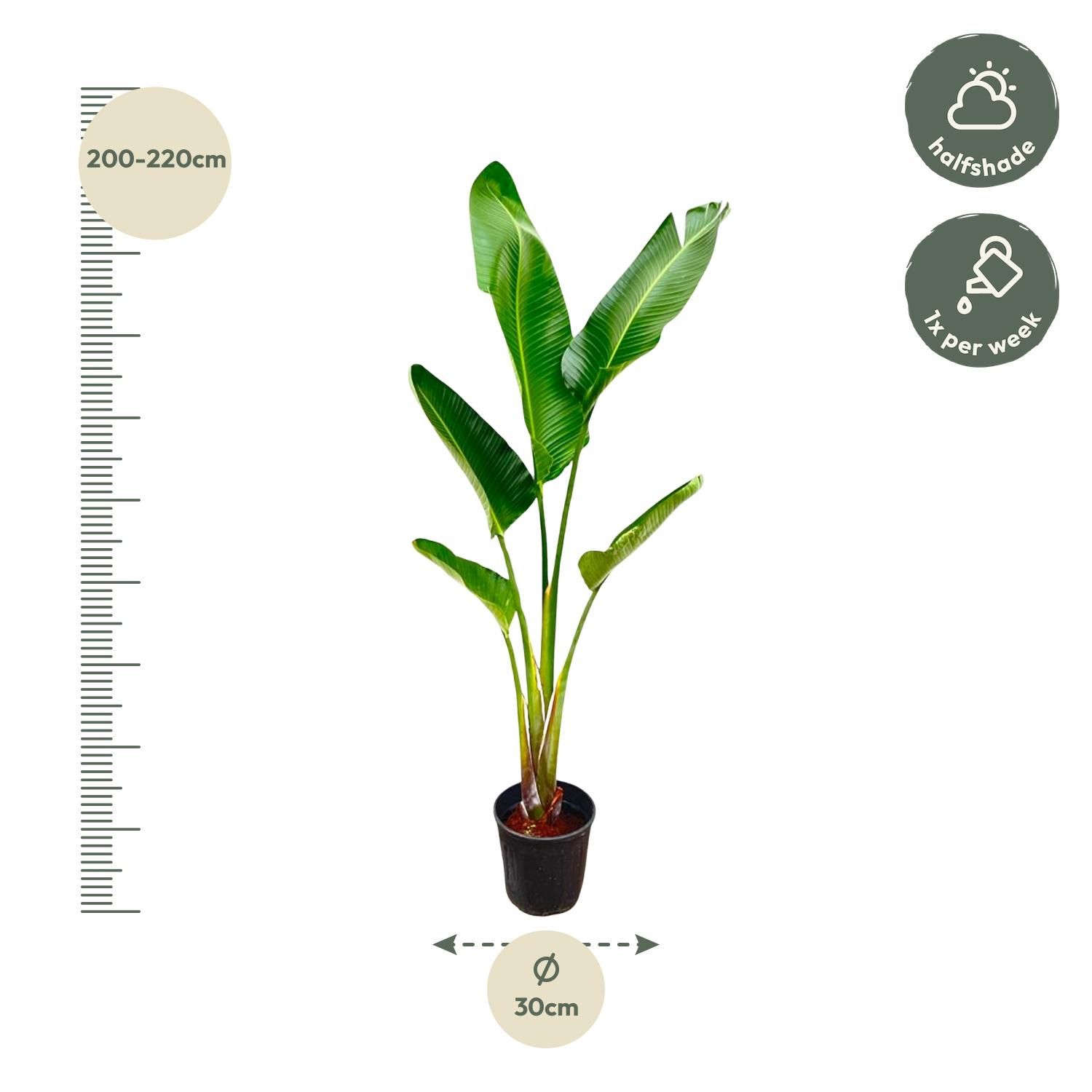 Strelitzia Augusta Zimmerpflanze mit weißen Blüten