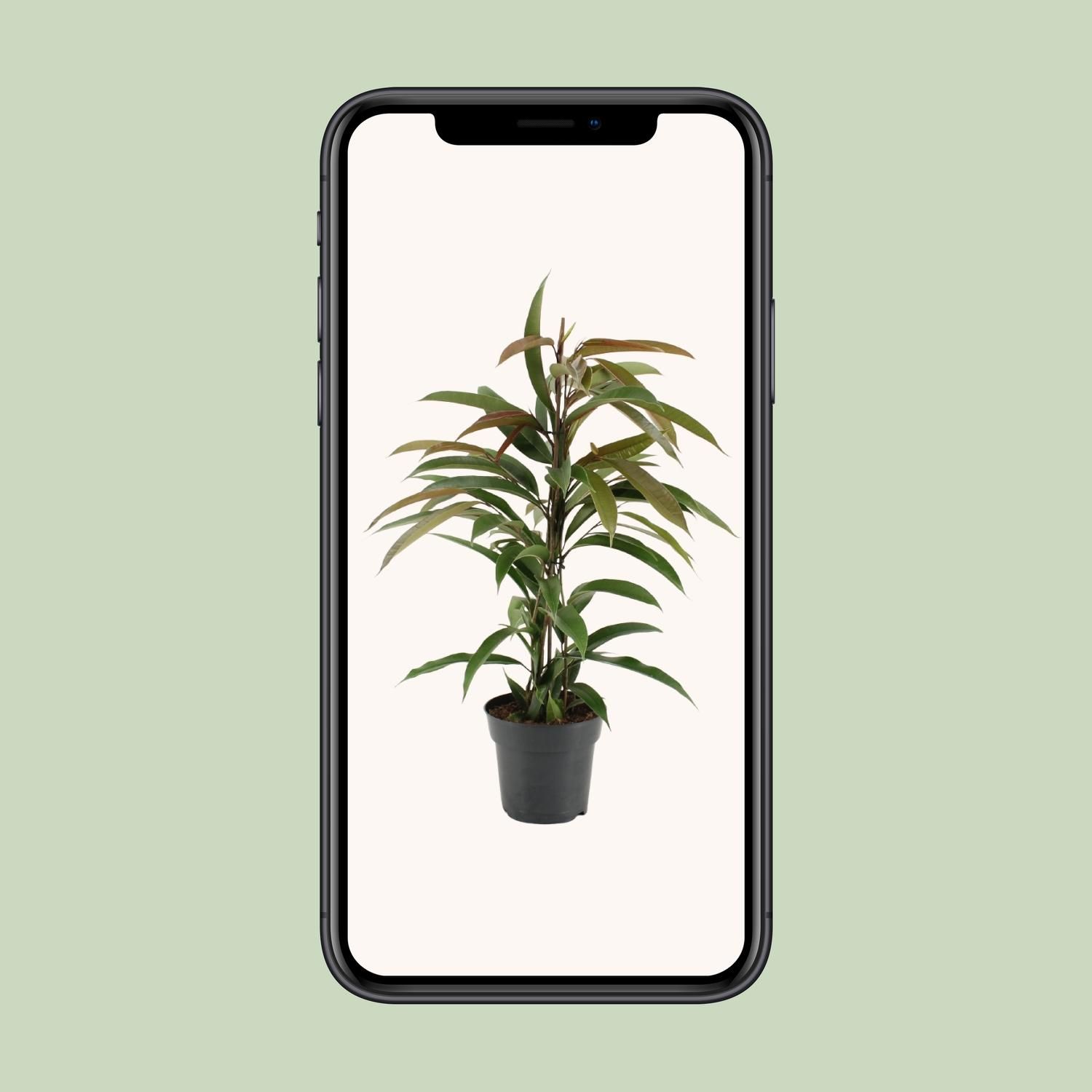 Ficus Binnendijkii Amstel King Zimmerpflanze