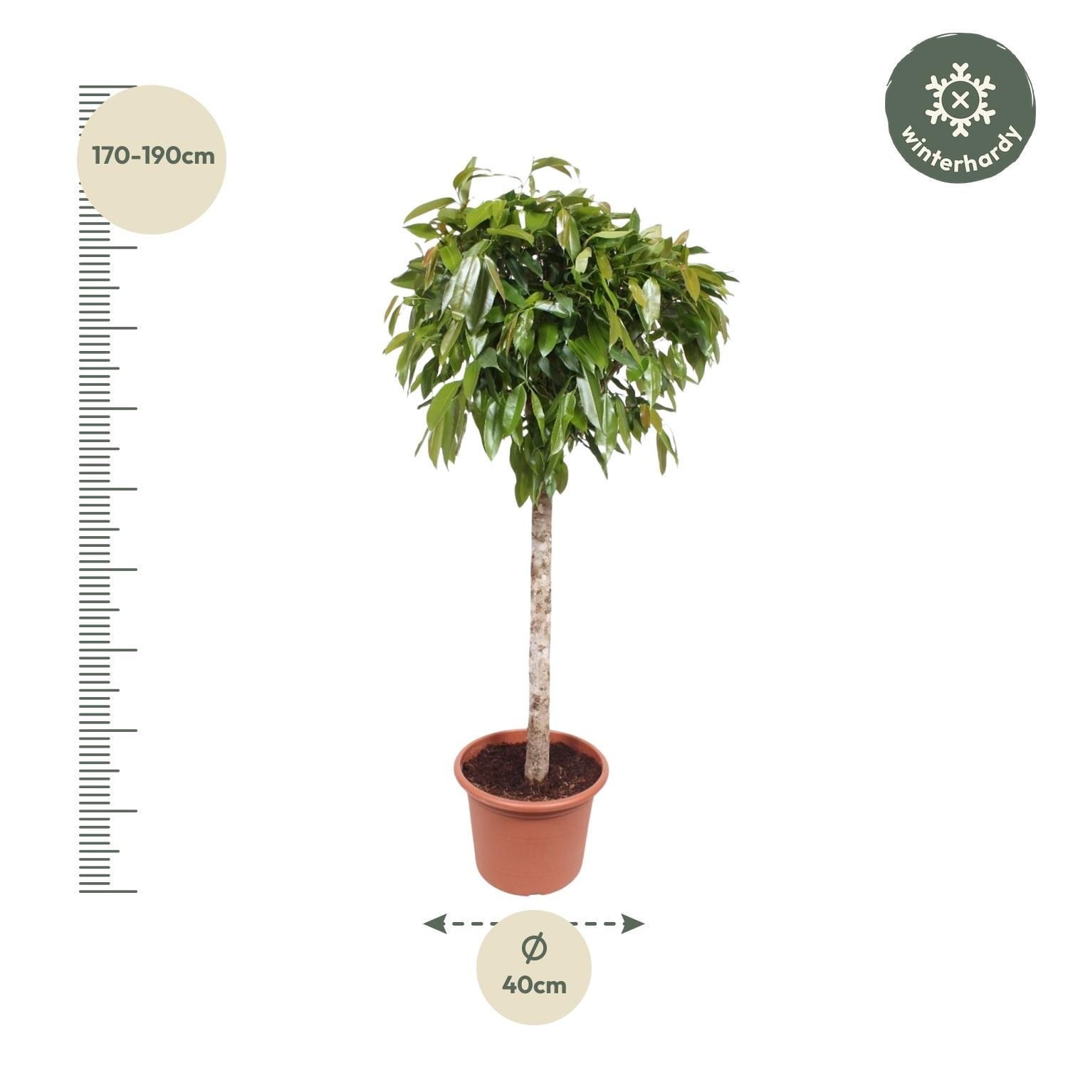 Ficus Amstel King - Eleganter Zimmerbaum mit großen Blättern