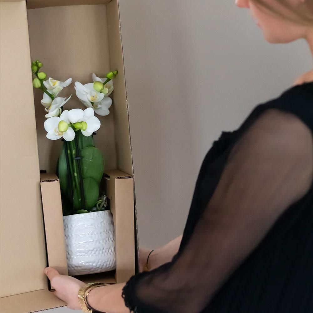 Phalaenopsis Orchidee Amabilis im goldenen Diamant-Dekotopf