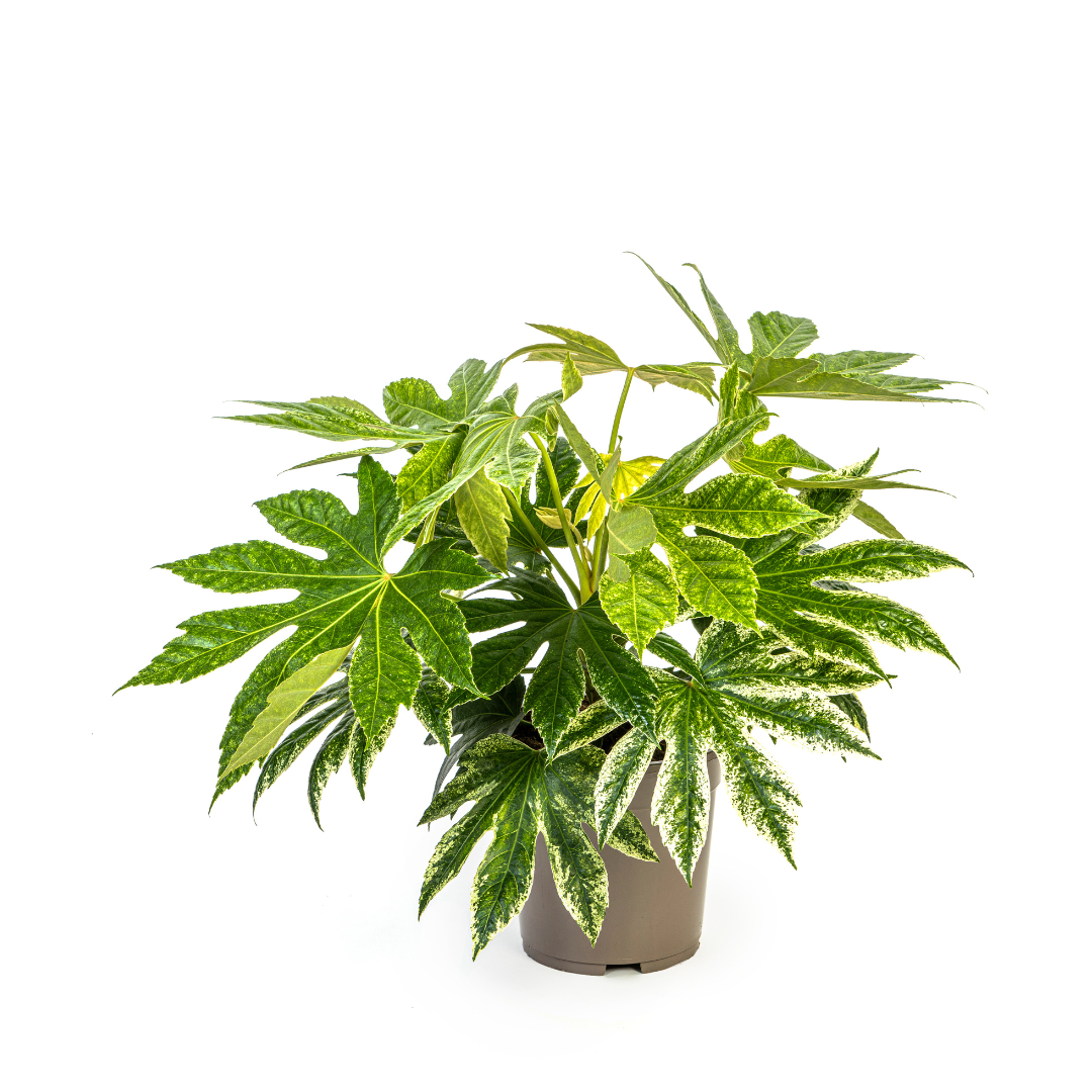 Fatsia Japonica Spider's Web | Ø19cm | 40-50cm Höhe | Zimmerpflanze