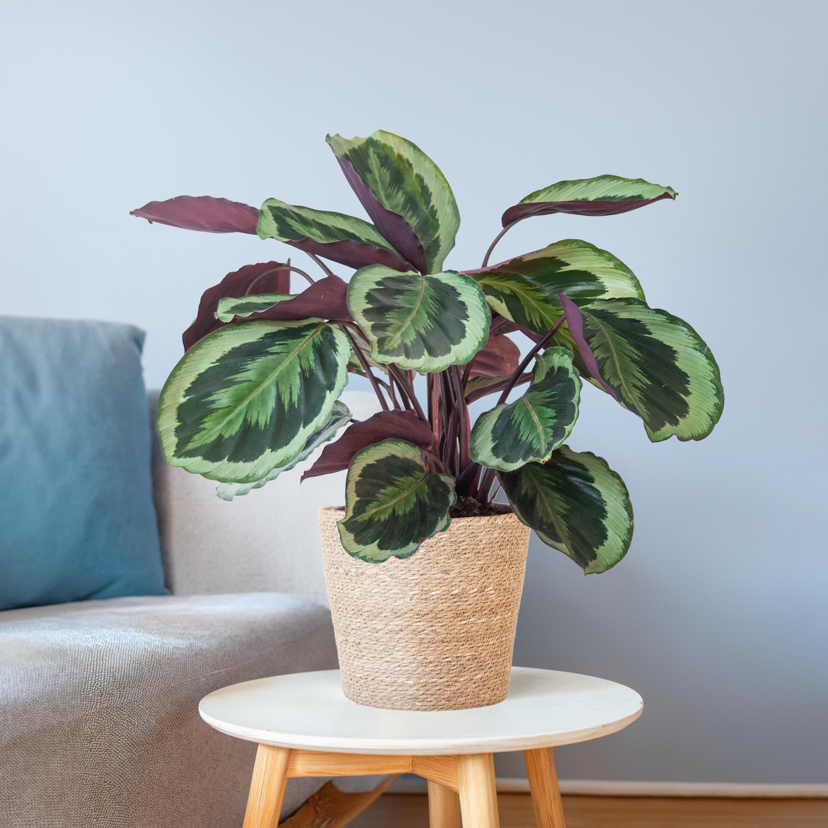 Calathea Medaillon Zimmerpflanze mit Sofia Seegras-Korb