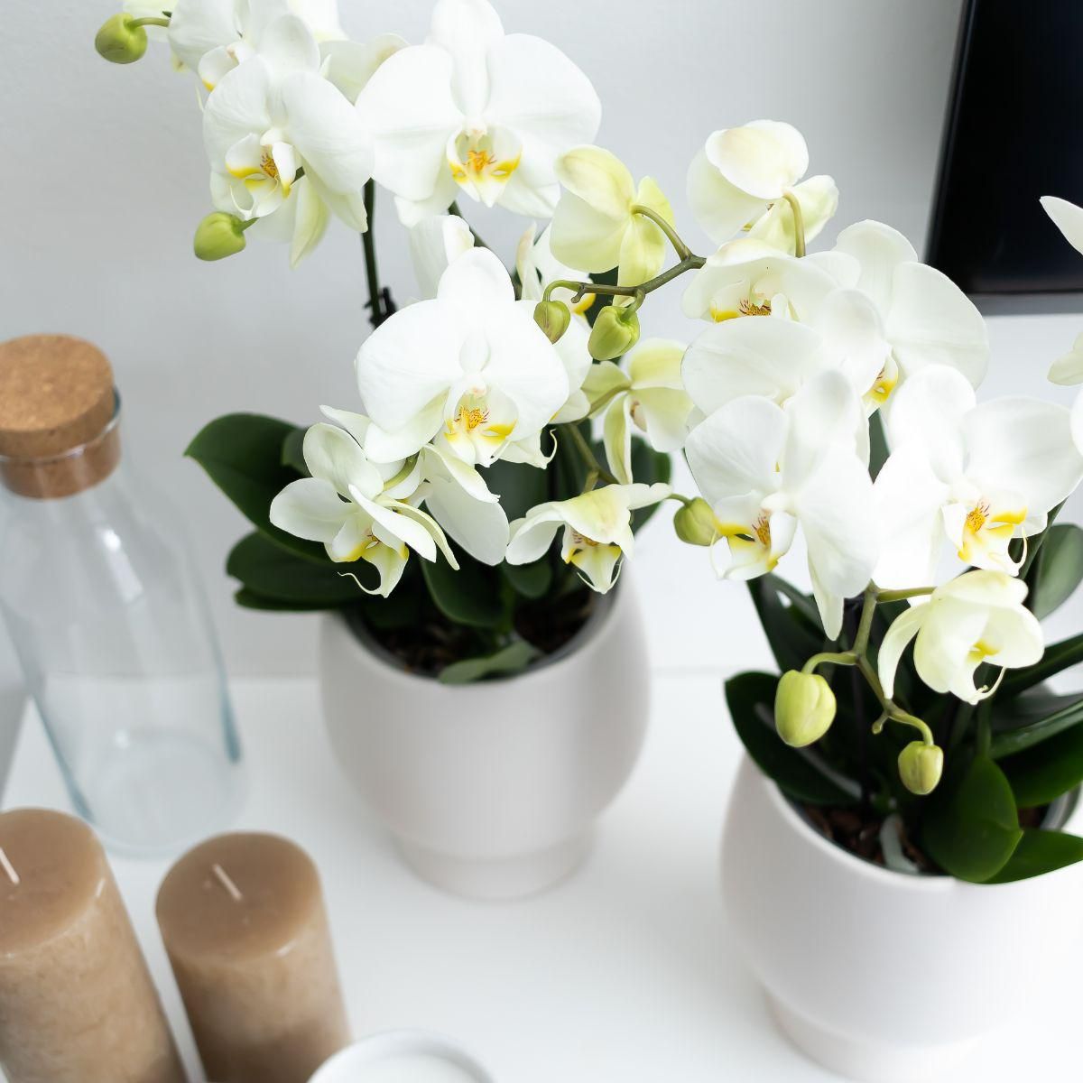 Weiße Phalaenopsis Orchidee Jewel Ghent