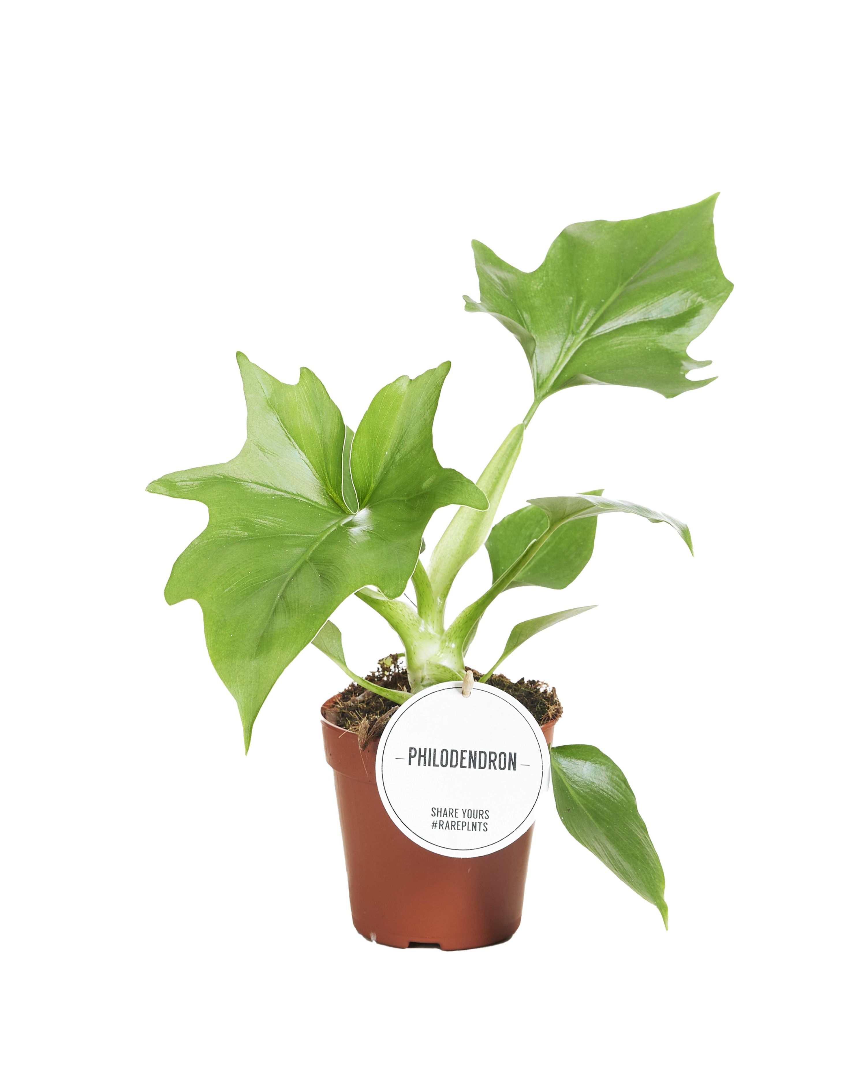 Philodendron Warszewiczii – Ø12cm – ↕30cm