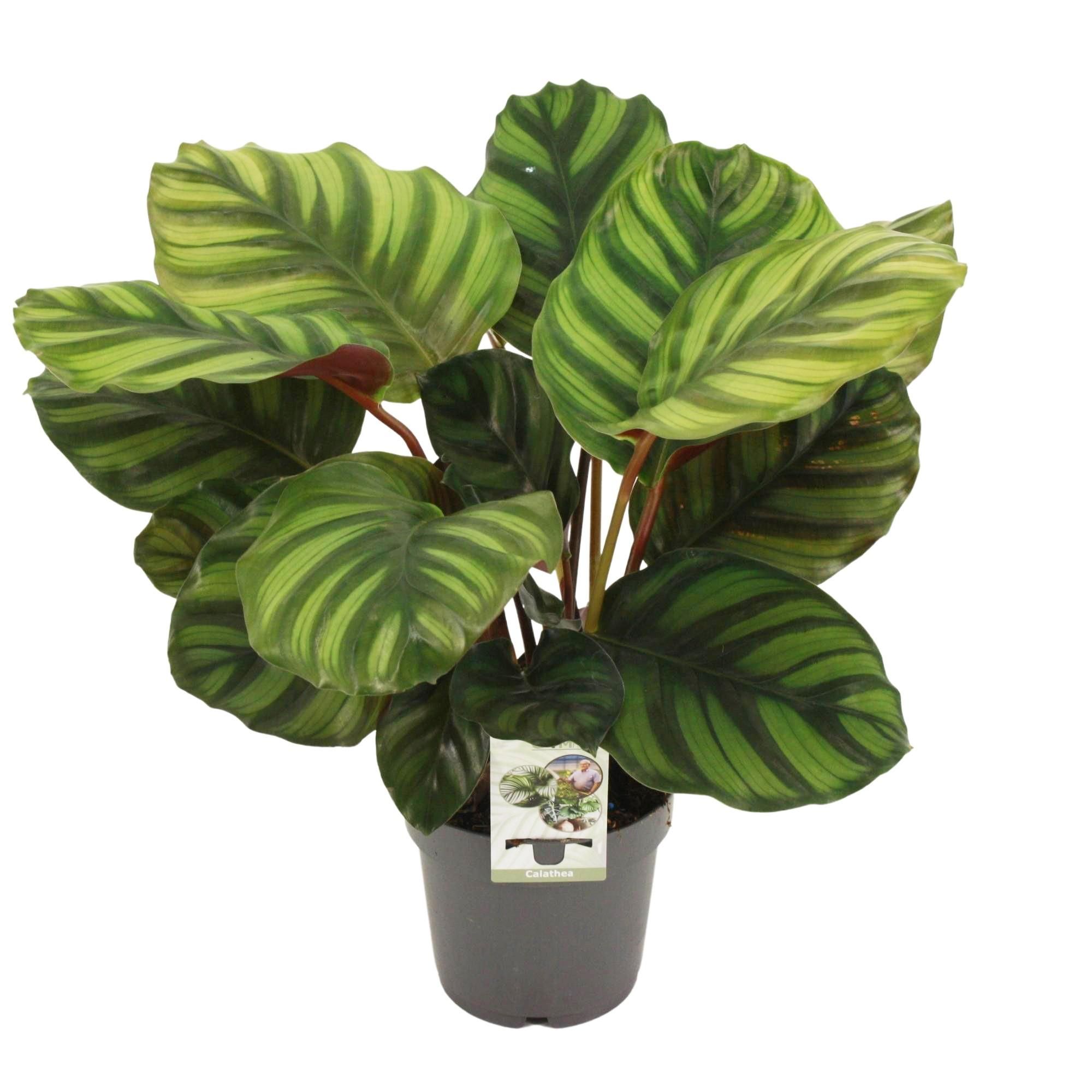 Calathea Fasciata Zimmerpflanze