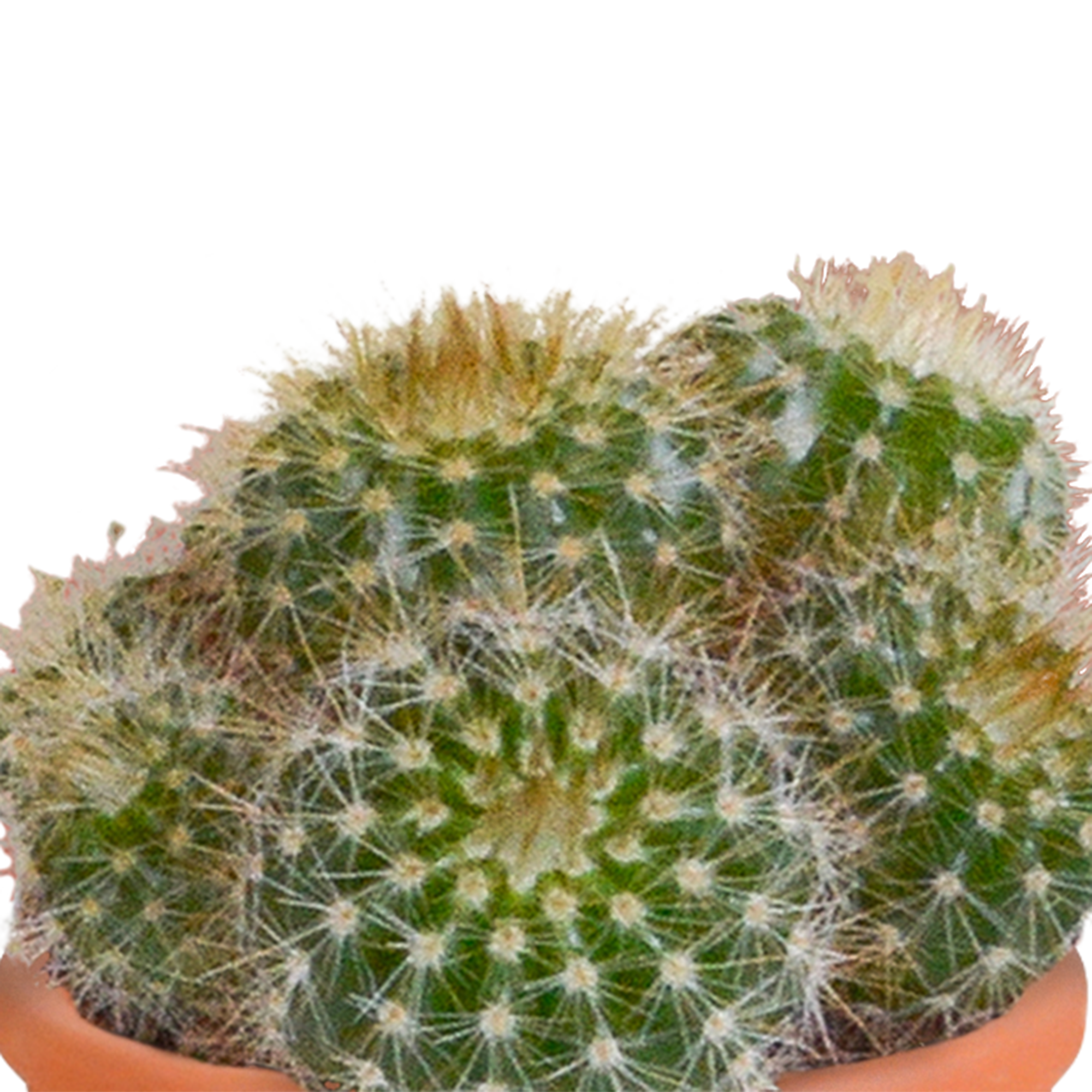Bunte Cactus und Sukkulenten Mischung in Terrakotta