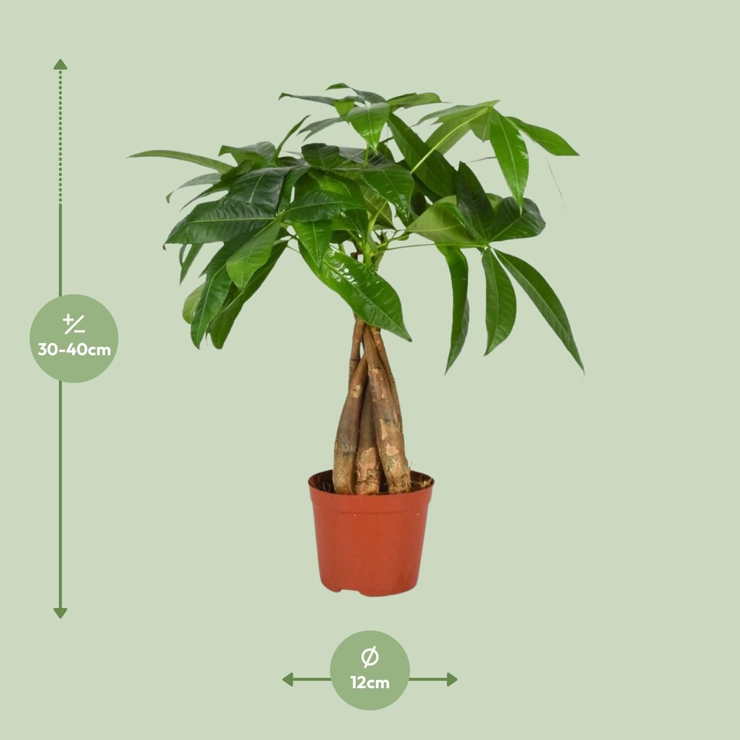 Pachira Aquatica Zimmerpflanze