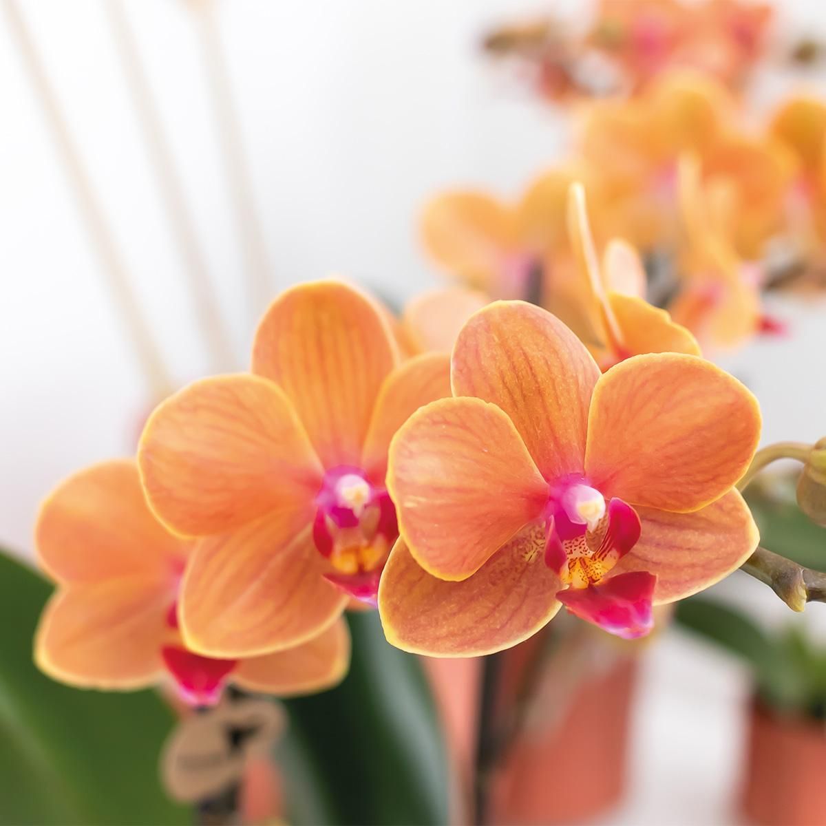 Phalaenopsis Orchidee Bolzano in Leuchtendem Orange