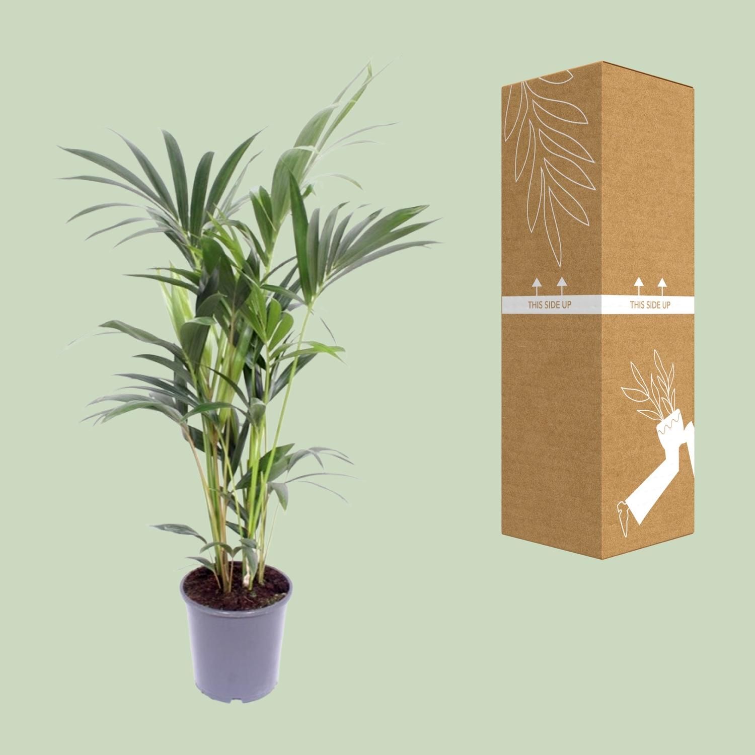 Kentia Palme Howea Forsteriana