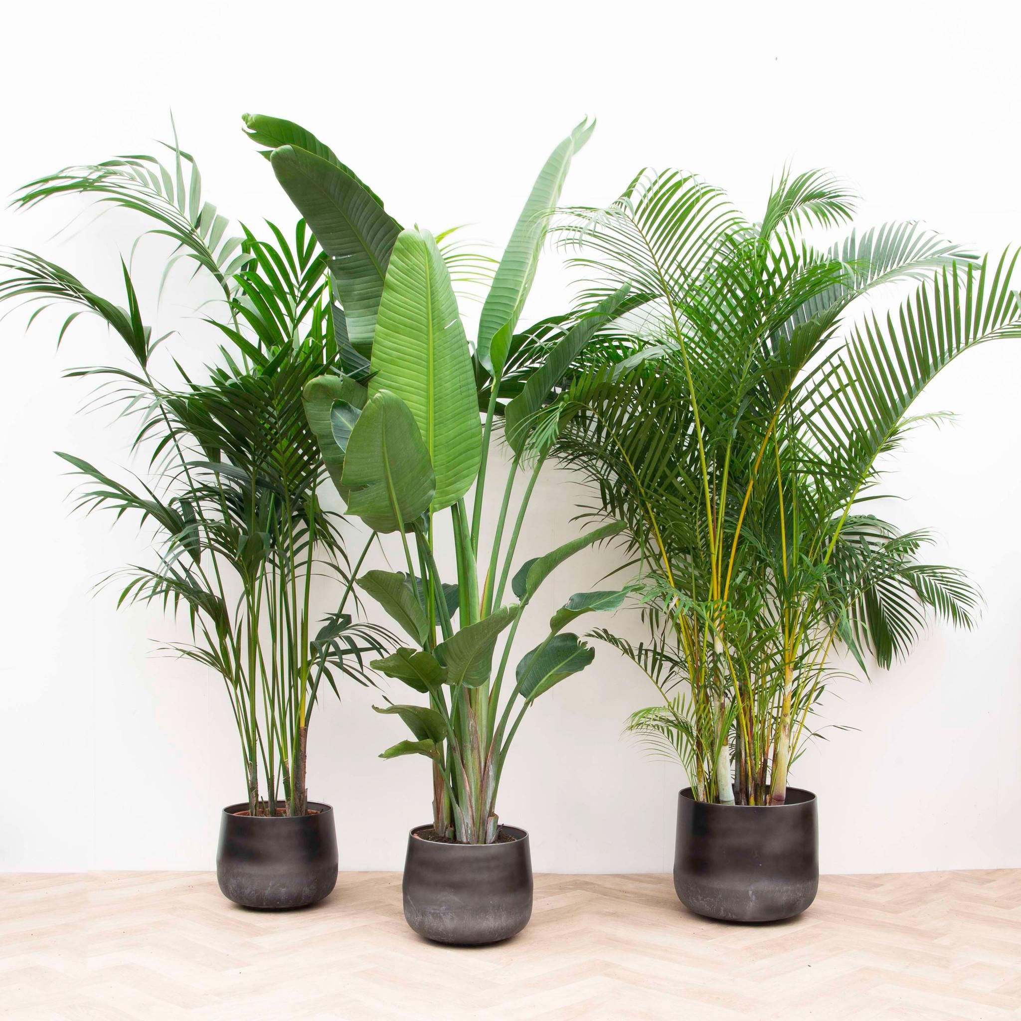 Vorteilspaket XXL | Kentia 200 cm – Strelitzia Nicolai 225 cm – Areca 200 cm
