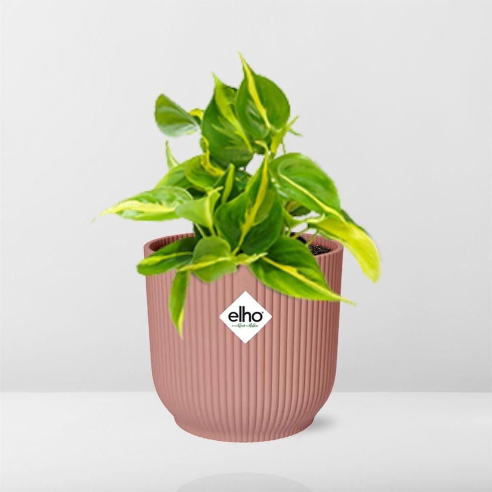 Philodendron Scandens Brasil Zimmerpflanze