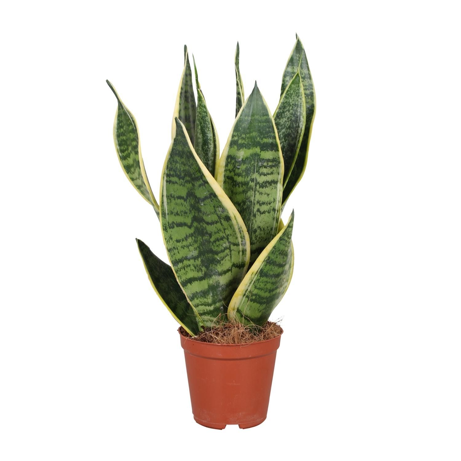 Sansevieria trifasciata Futura Superba Zimmerpflanze