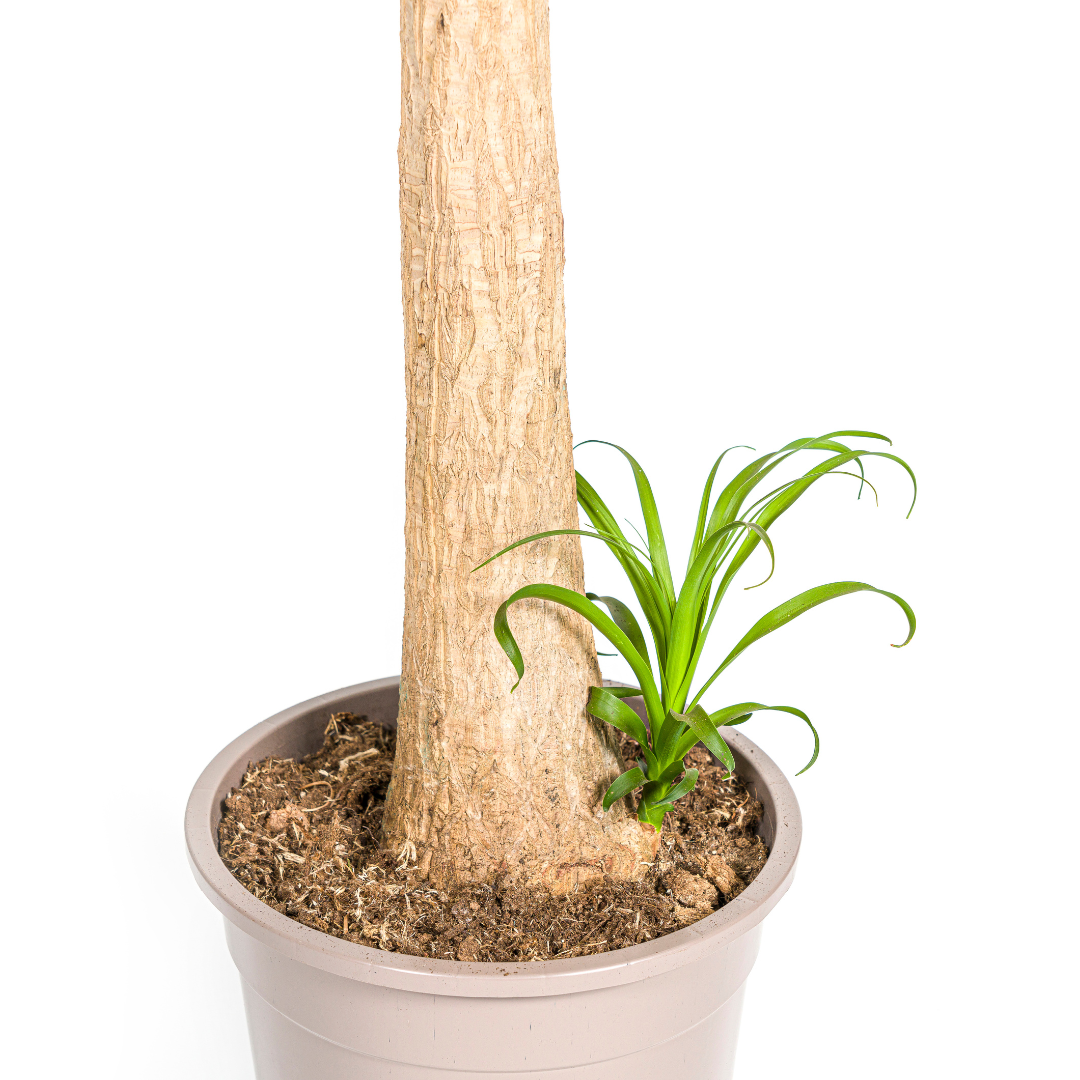 Beaucarnea Recurvata Zopfbaum | Elefantenfuß | Ø27cm - ↕110-130cm