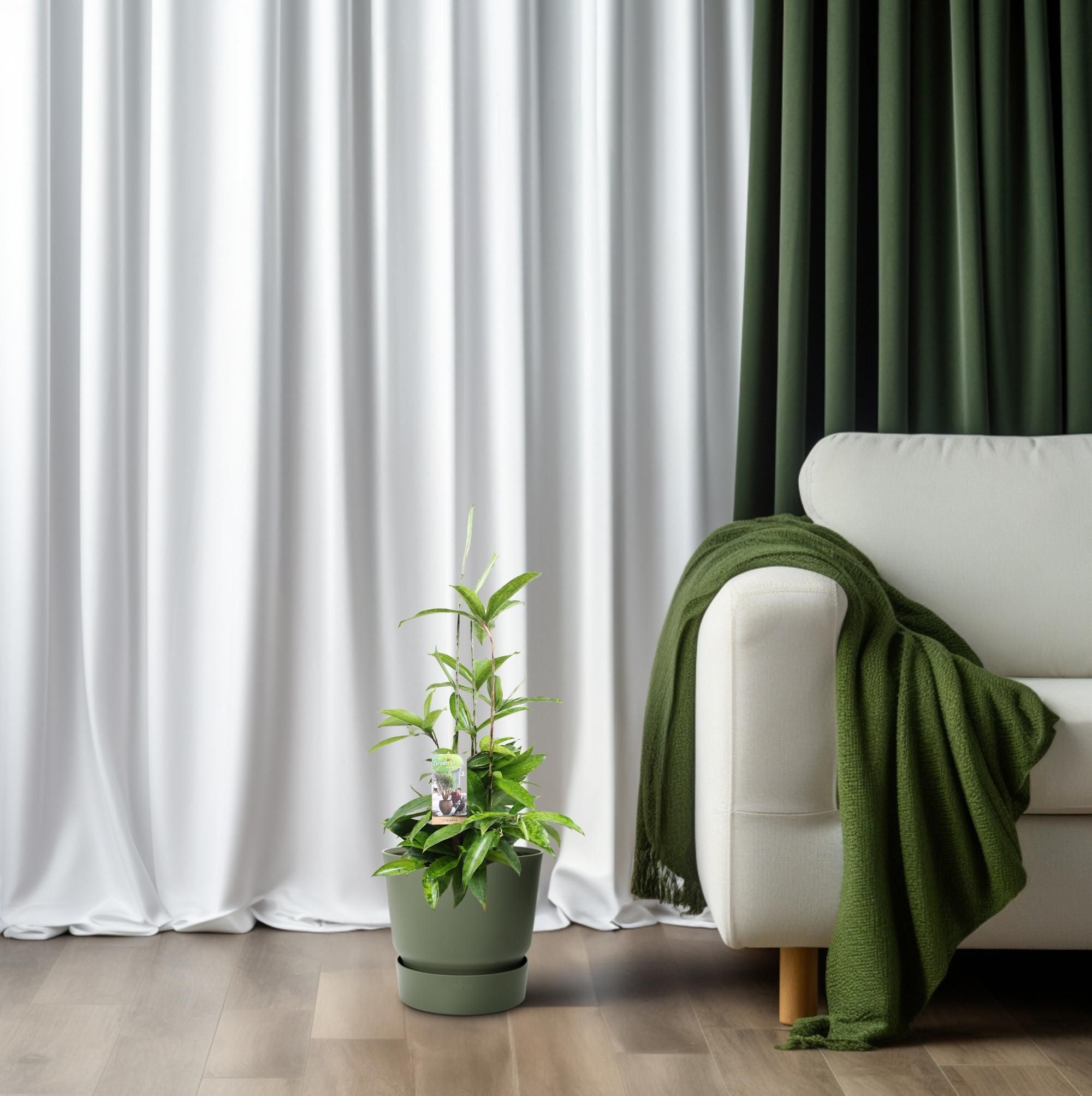 Dracaena Surculosa Zimmerpflanze