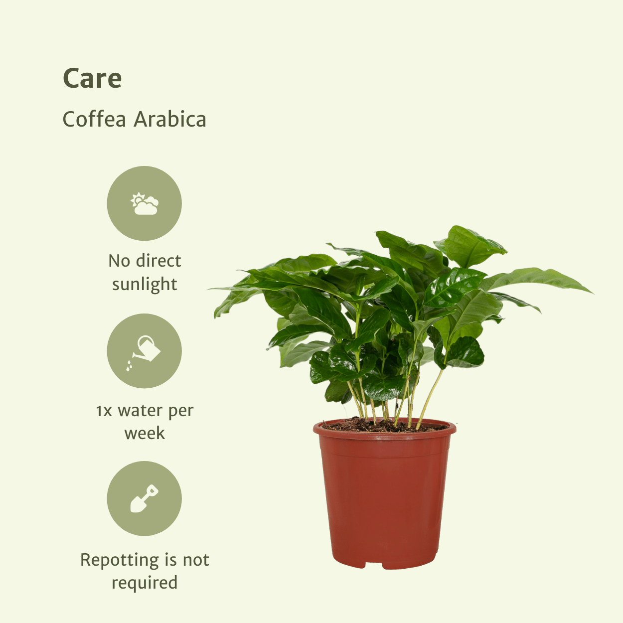 Coffea Arabica Kaffeepflanze im 2er-Set