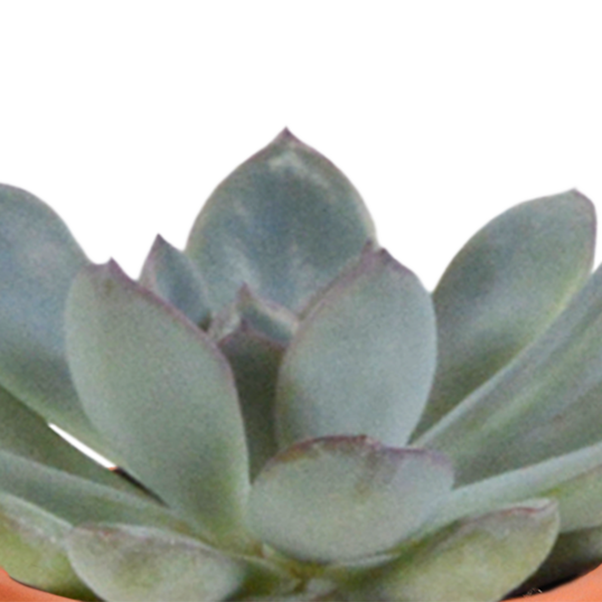 Bunte Cactus und Sukkulenten Mischung in Terrakotta