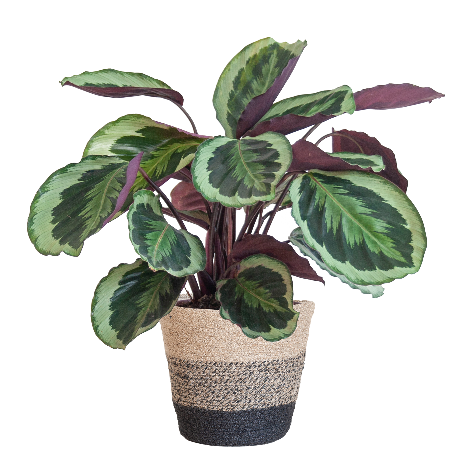 Calathea Medaillon Zimmerpflanze mit Lissabon-Jutekorb