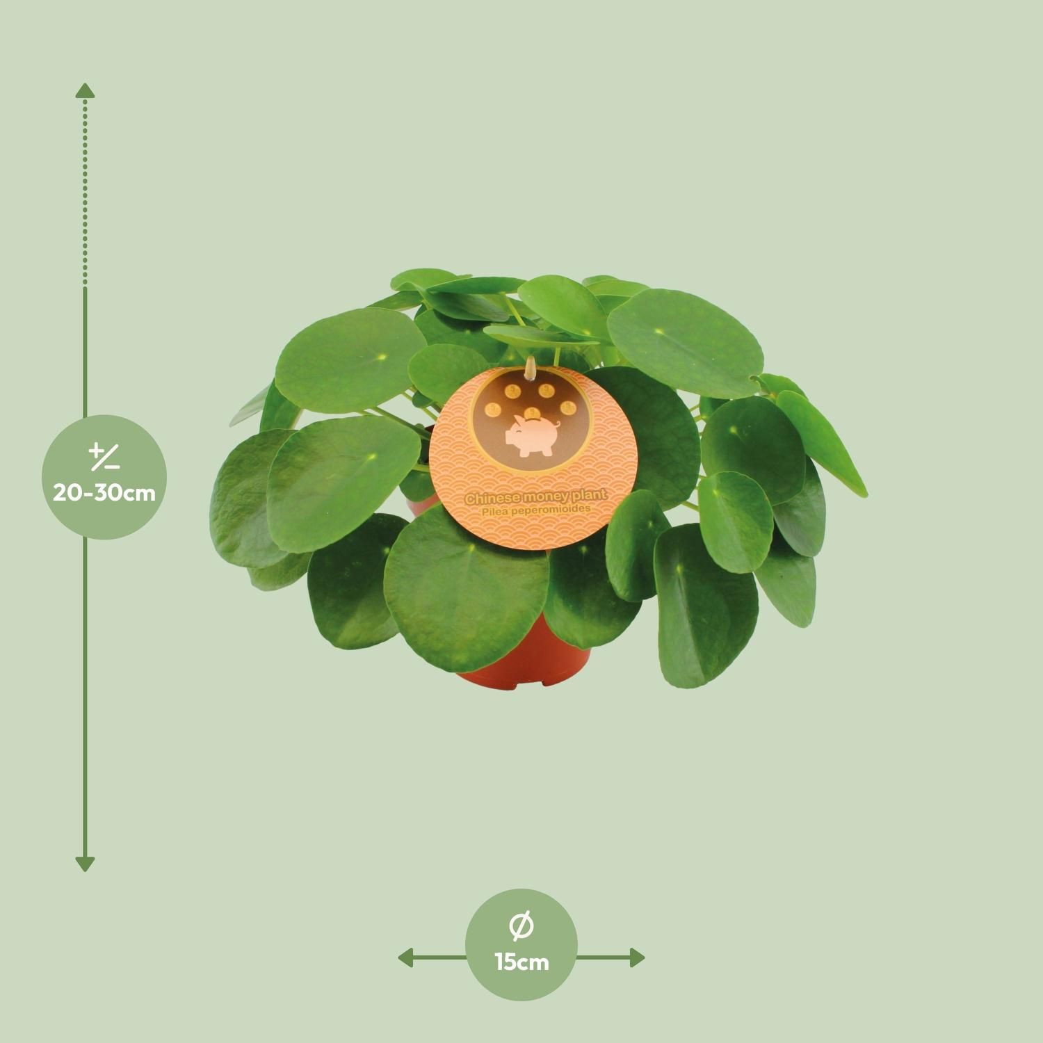 Pilea Peperomioides – Elegante Zimmerpflanze mit runden Blättern