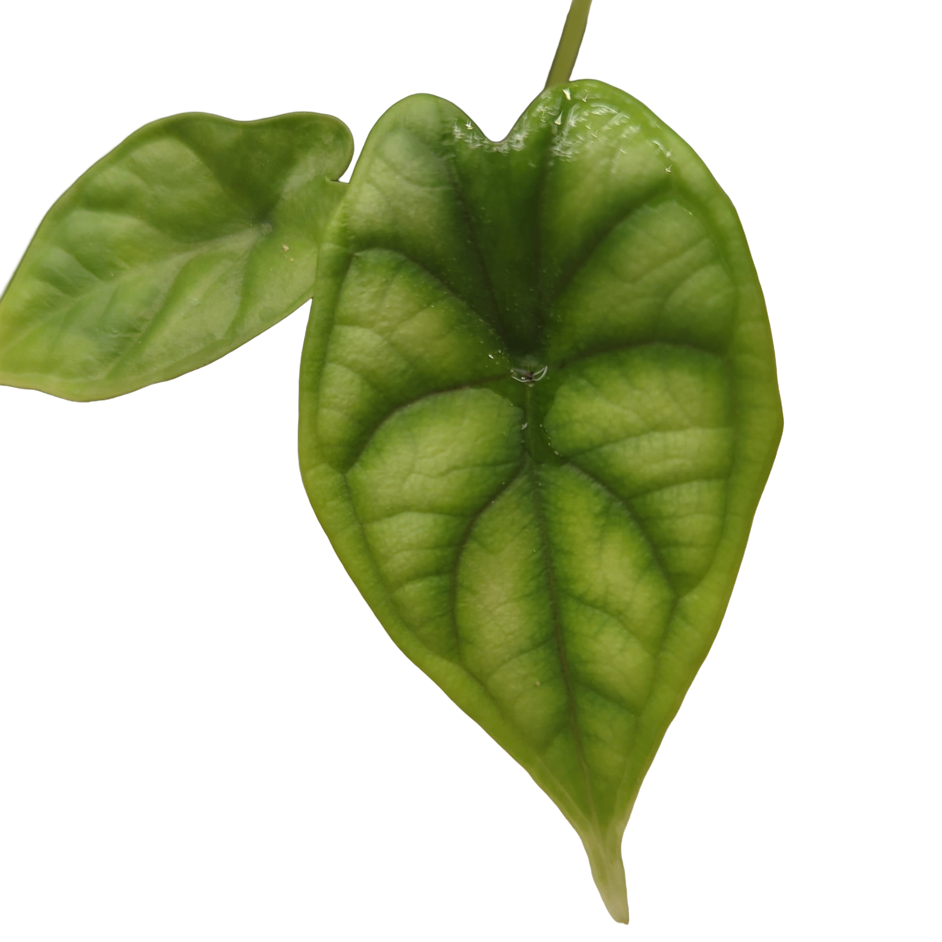 Baby Alocasia baginda Dragon Scale + selbstbewässernder Übertopf