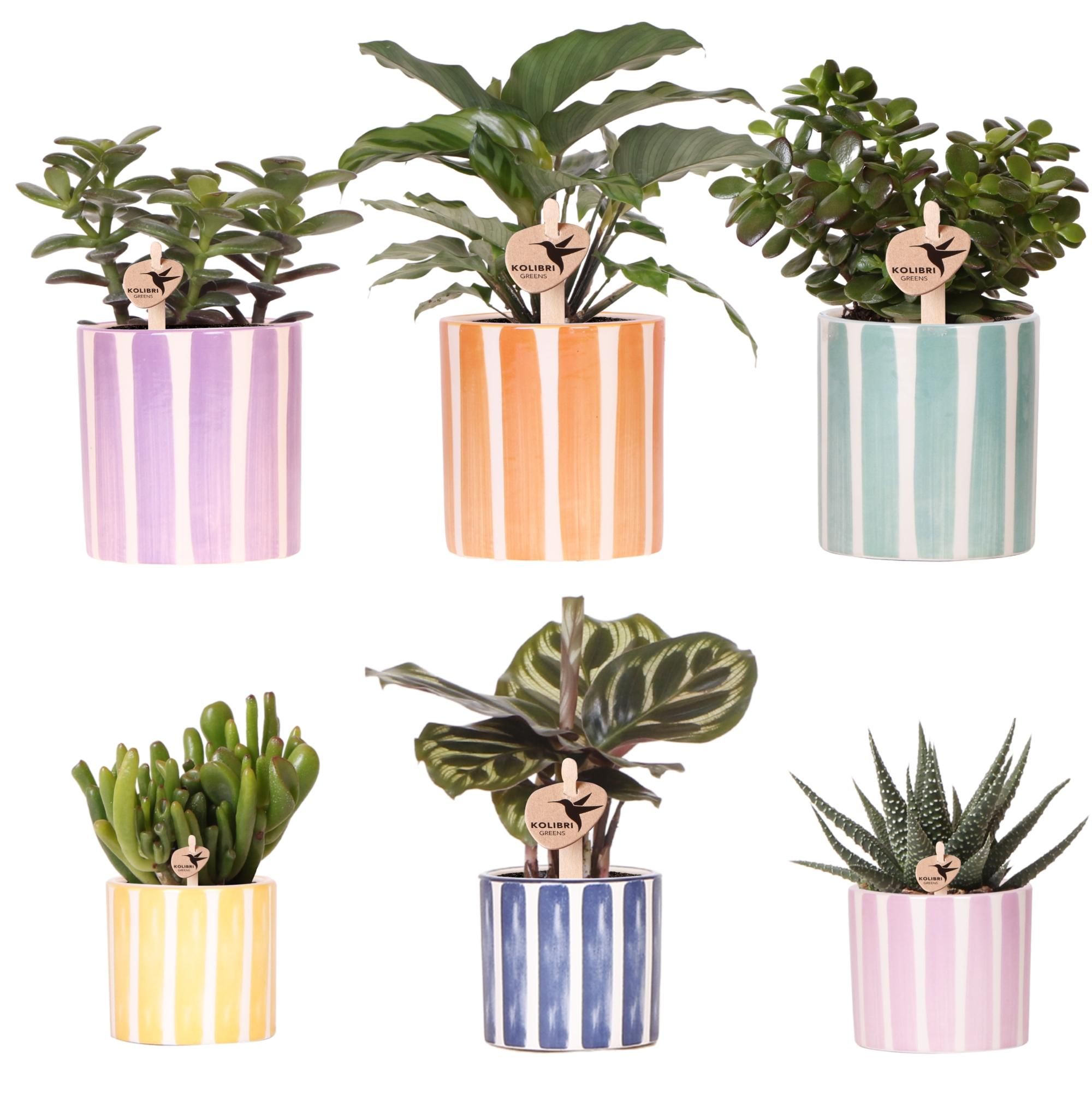 Calathea Zimmerpflanze mit einzigartigem Blattmuster
