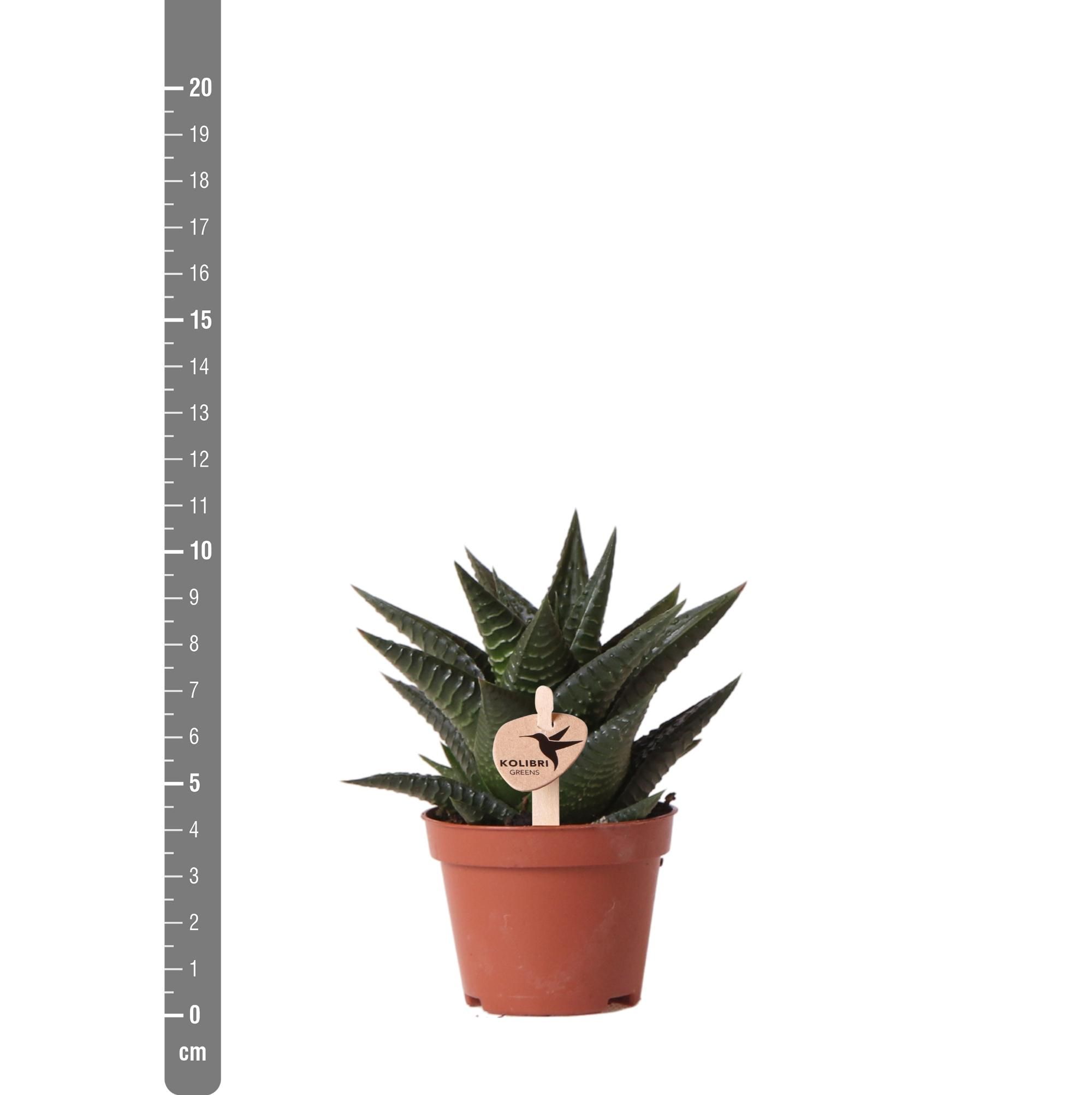 Haworthia Limifolia Sukkulente Zimmerpflanze