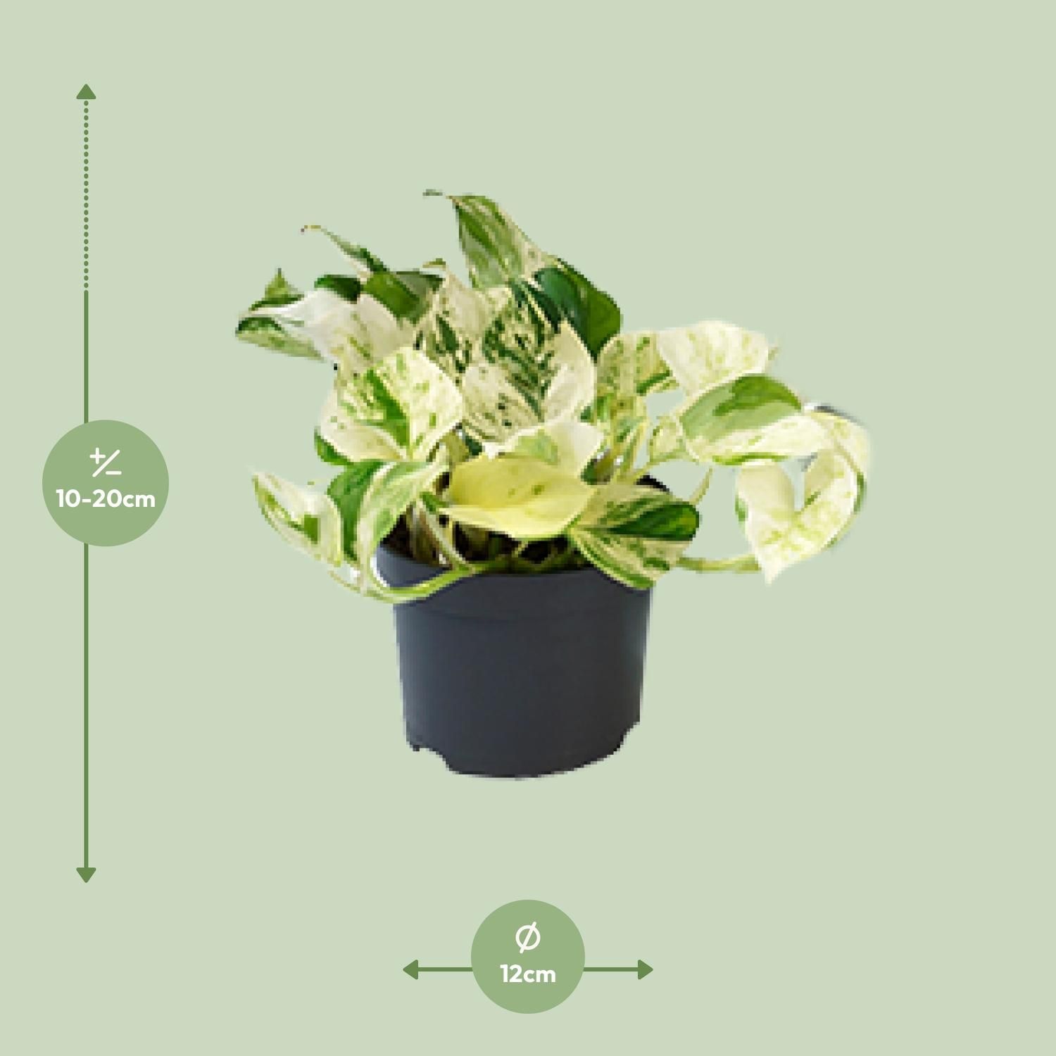 Epipremnum Marble Queen - Bunte Glückspflanze im Topf