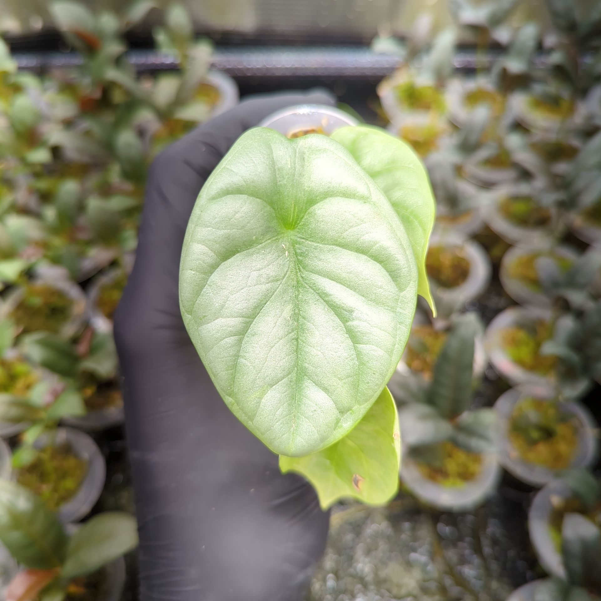 Alocasia baginda 'Silver Dragon' + self-watering planter