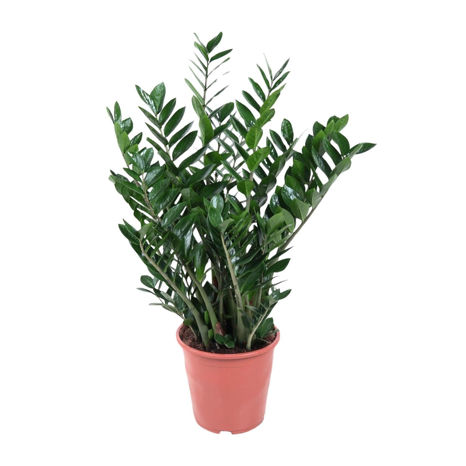 Zamioculcas Zamiifolia Zimmerpflanze