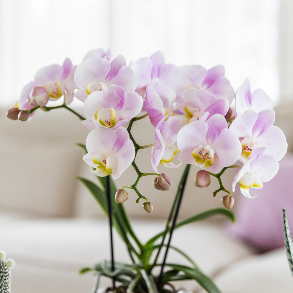 Rosa Orchidee Phalaenopsis mit Ziertopf Rosa – Ø9cm – Blühende Zimmerpflanze