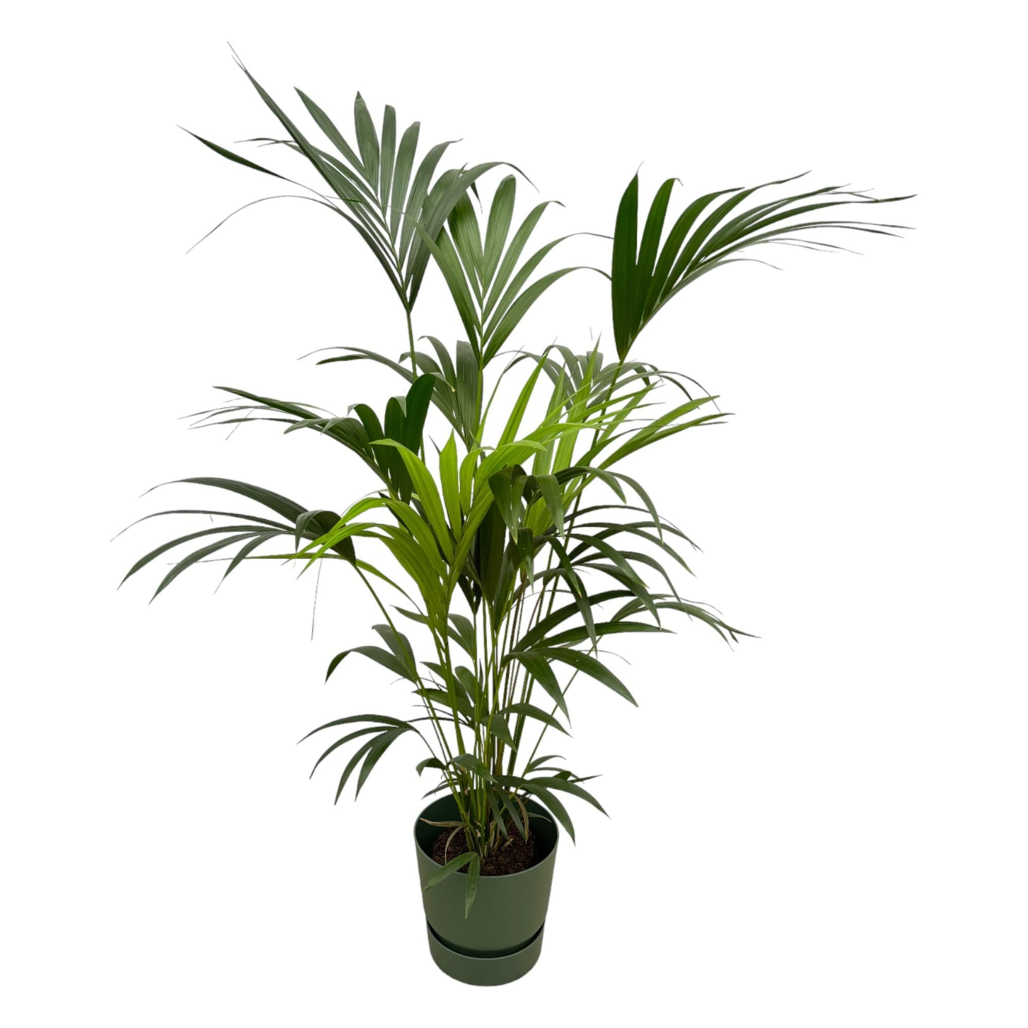 Kentia-Palme Eleganz