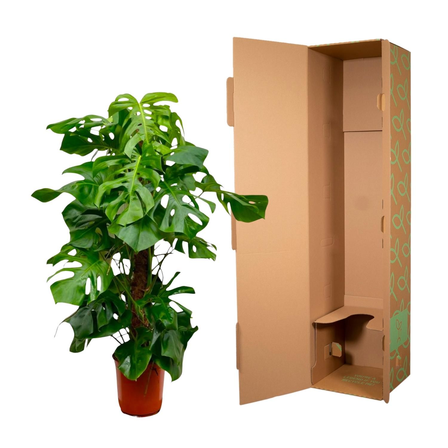 Monstera Deliciosa XXL Zimmerpflanze
