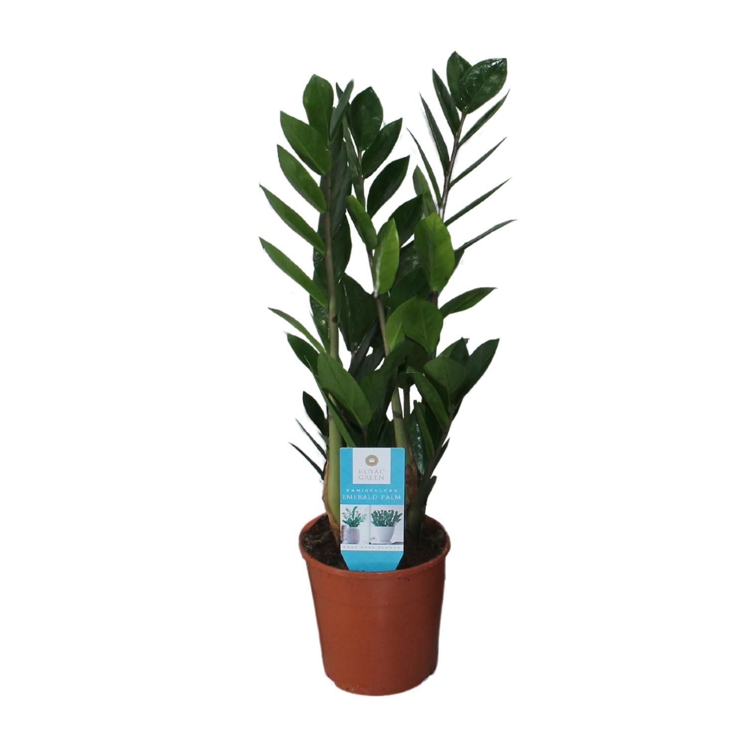 Zamioculcas Zimmerpflanze mit Glänzenden Blättern