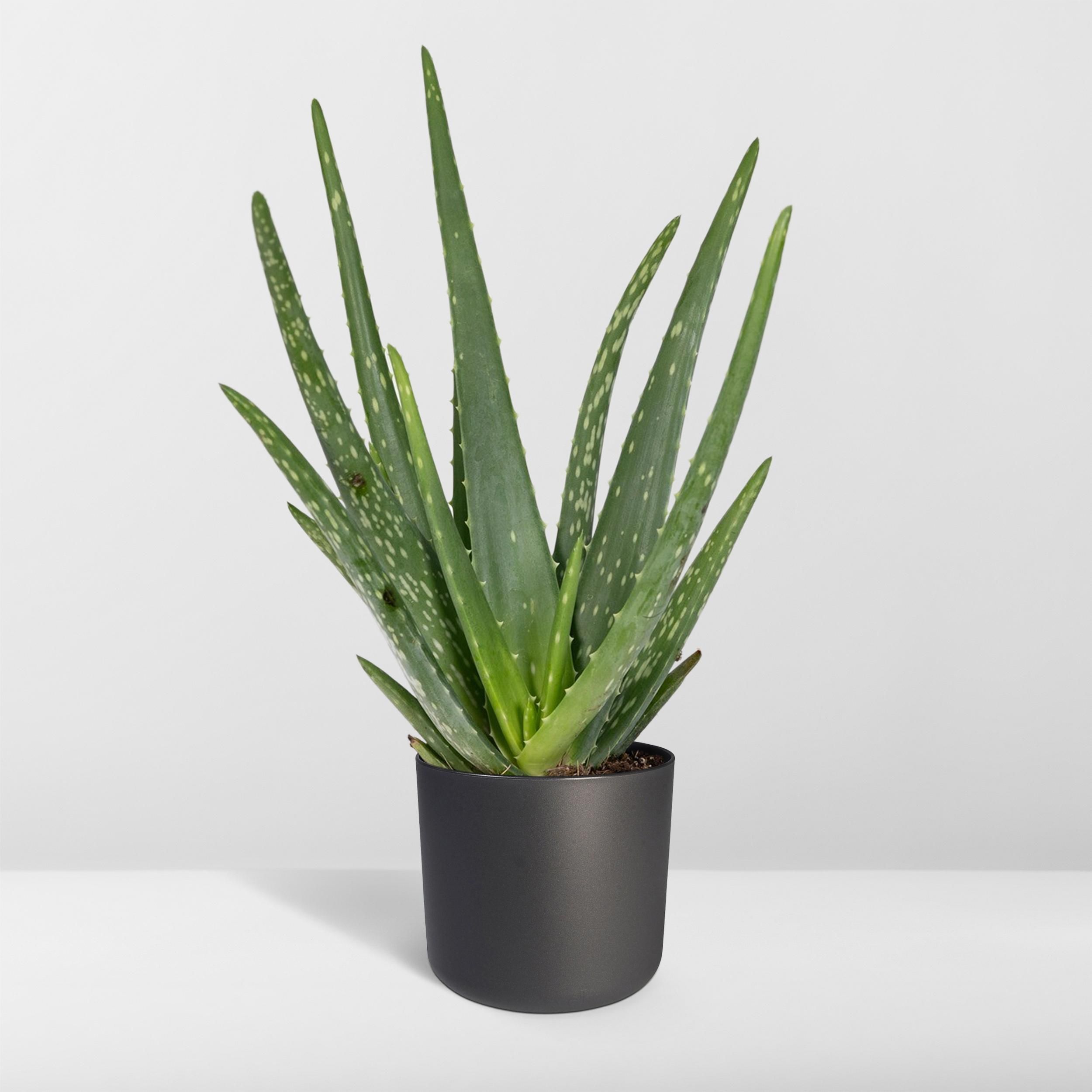 Aloe Vera Sukkulente Pflanze
