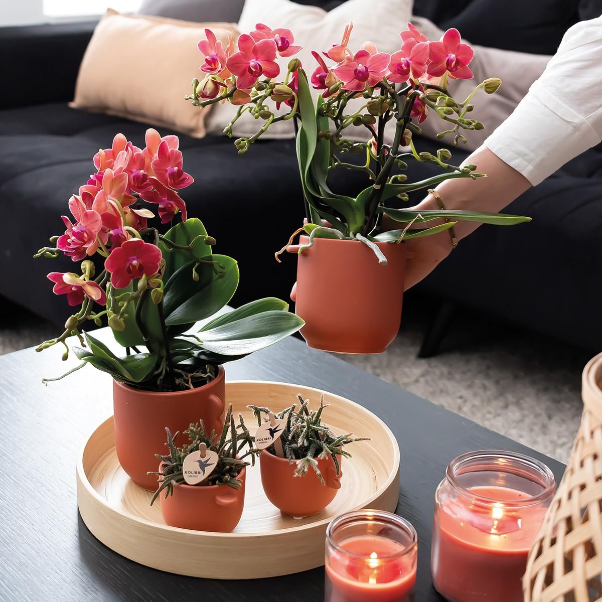 Phalaenopsis Orchidee Kongo Rot im 2er Set