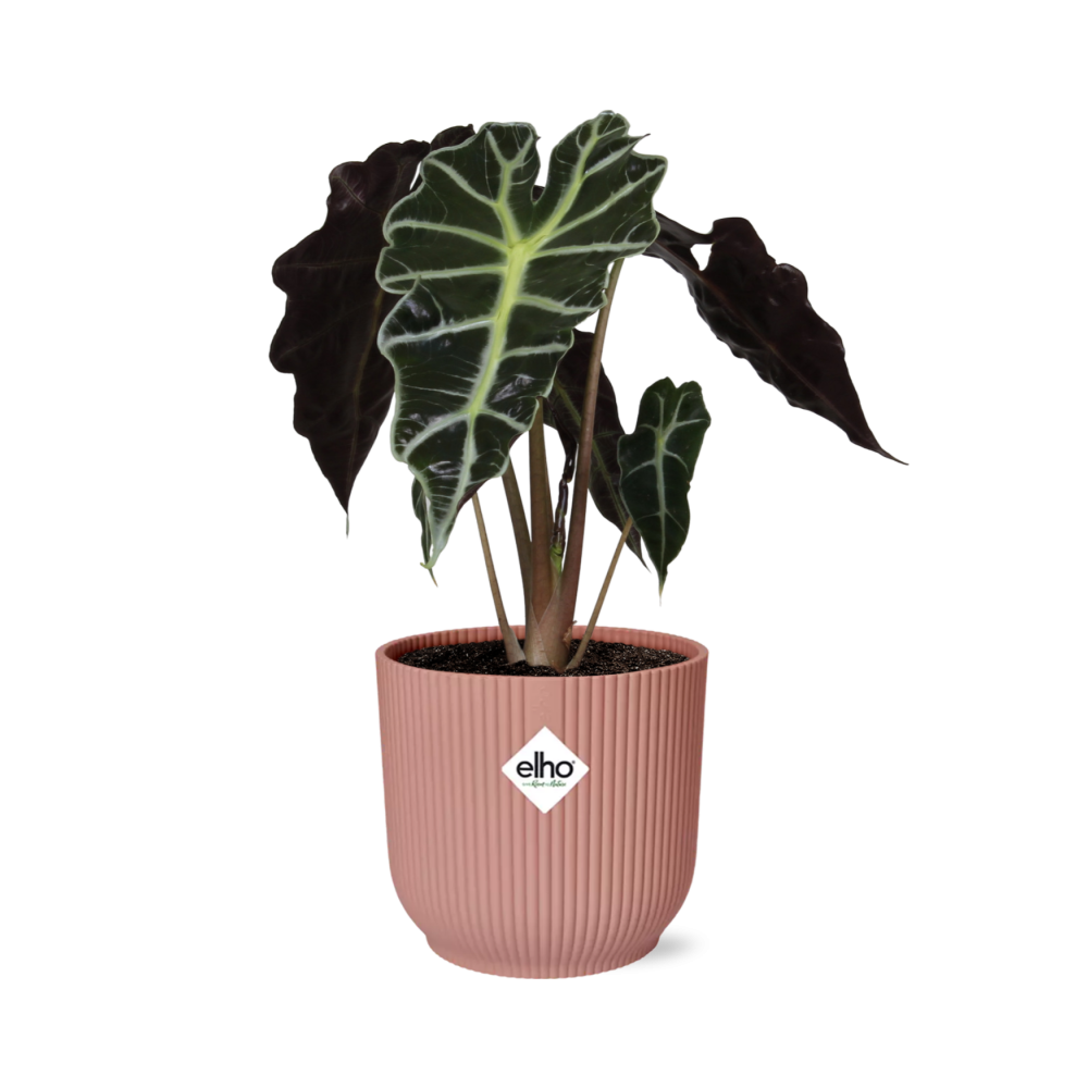 Alocasia Polly Zimmerpflanze in ELHO Vibes Fold Topf